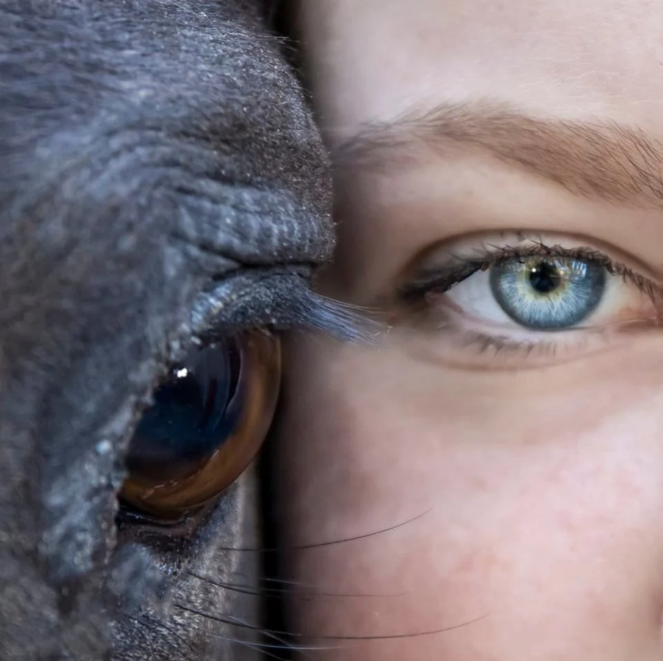 horse and rider eyes
