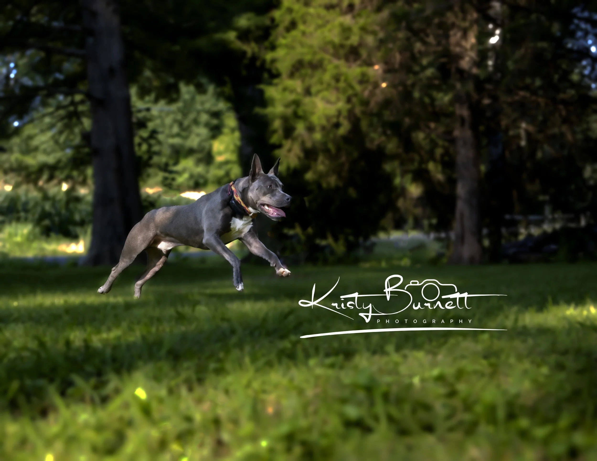 Pit Bull jumping playing ball.