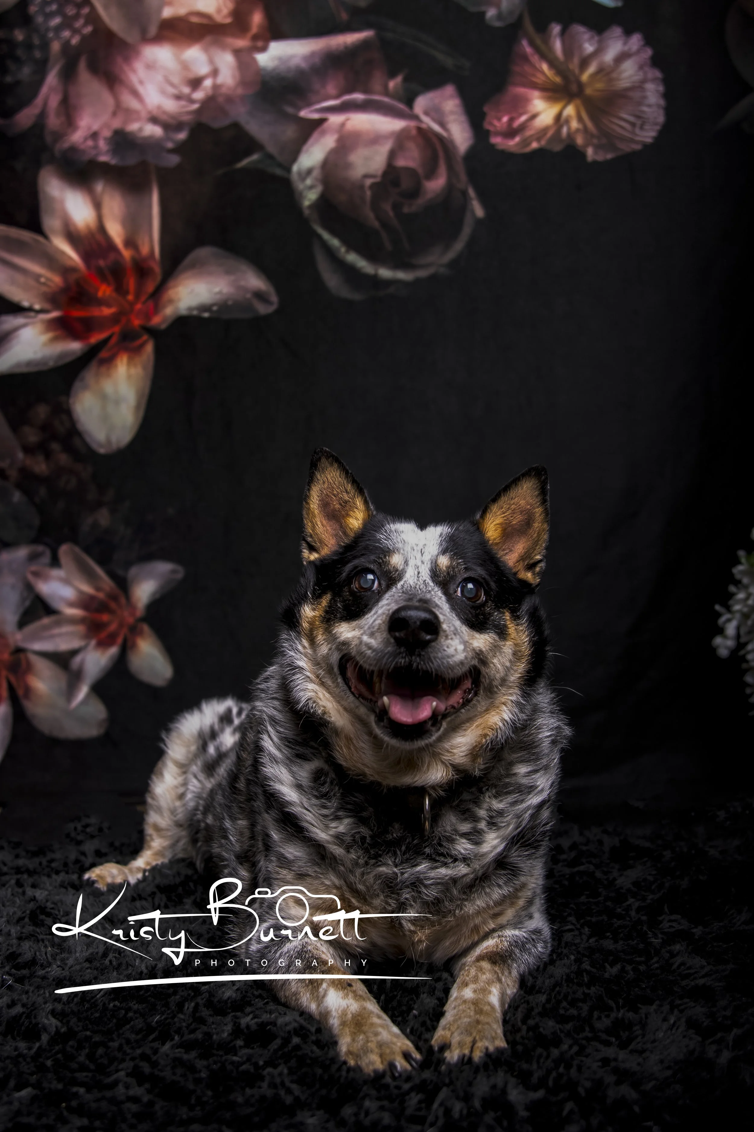 Mini Blue Heeler posing for a portrait.