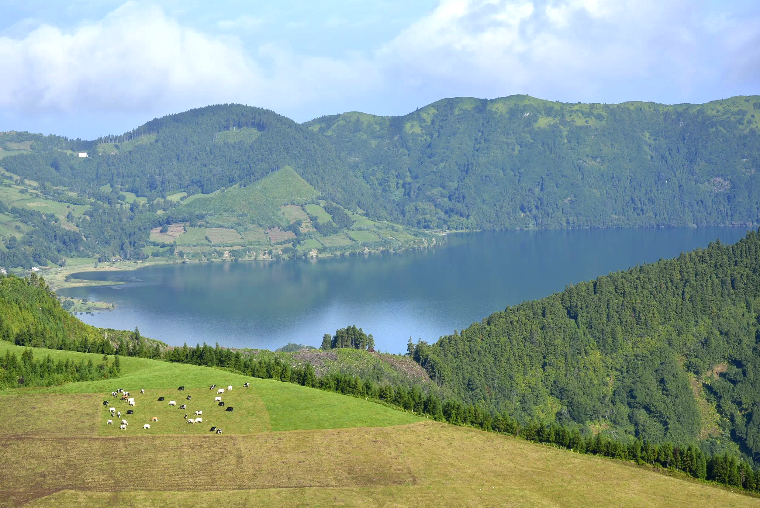 A landscape featuring a large lake surrounded by green hills and mountains, with a grassy field and cows grazing in the foreground.