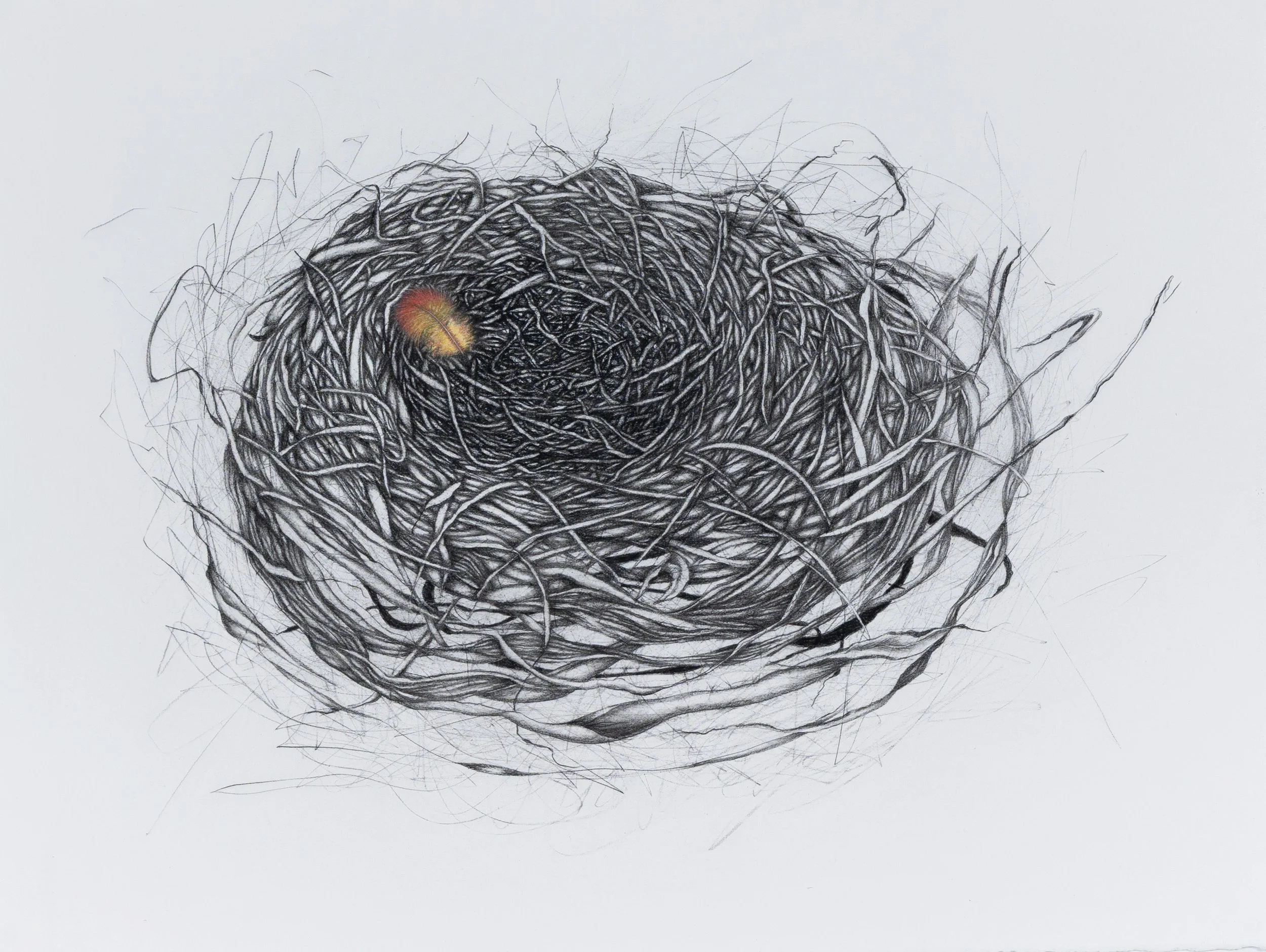 Our Belonging, Drawing, Wolff’s carbon and pencil on paper, 63 x 82 cm