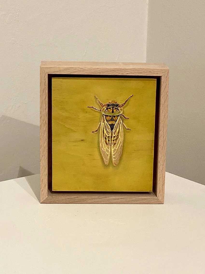 Cicada small.jpg