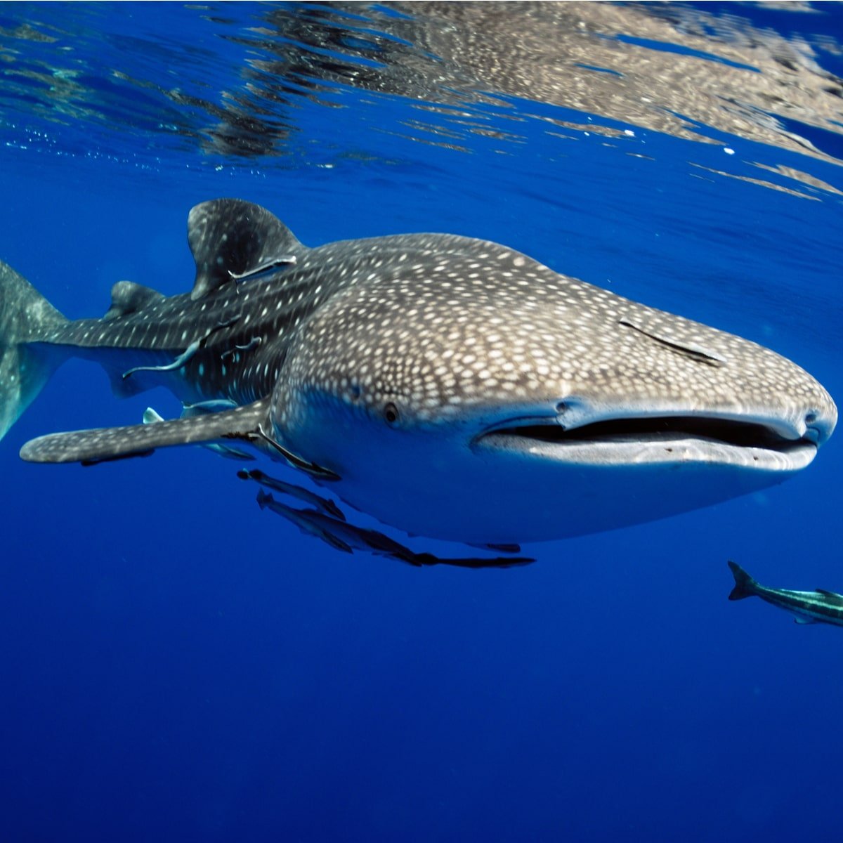 International-Whale-Shark-Day.jpeg