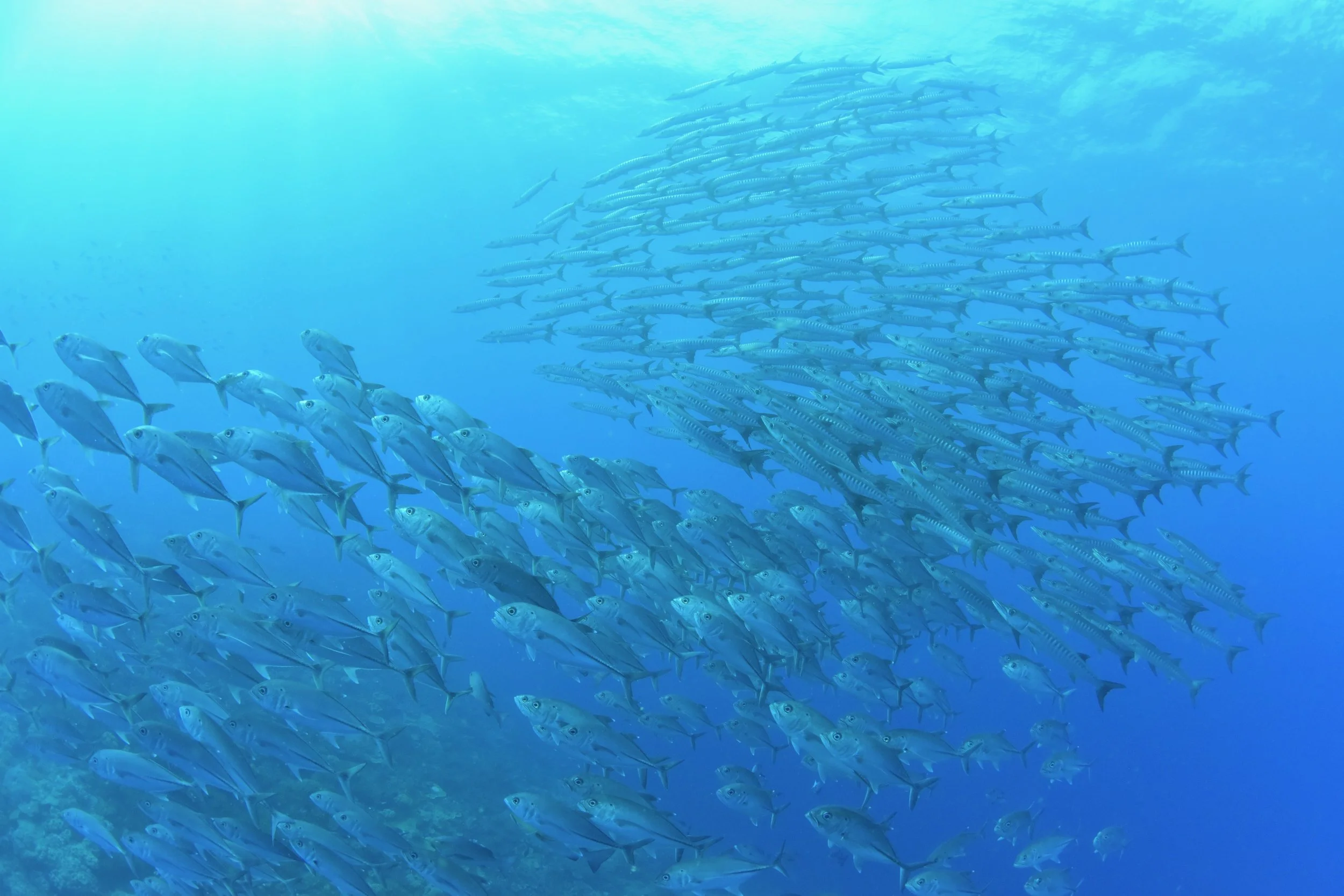 Trevally Barracuda school.JPG