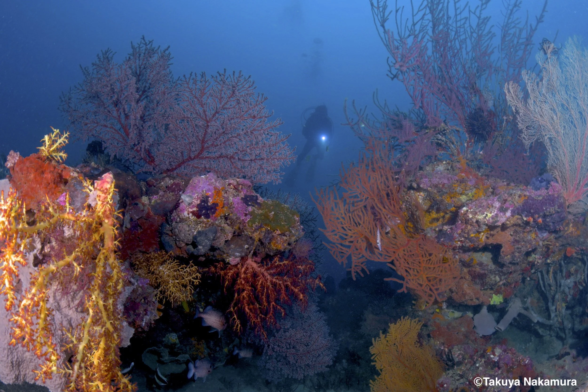 Magic Passage - Niugini Dive Island