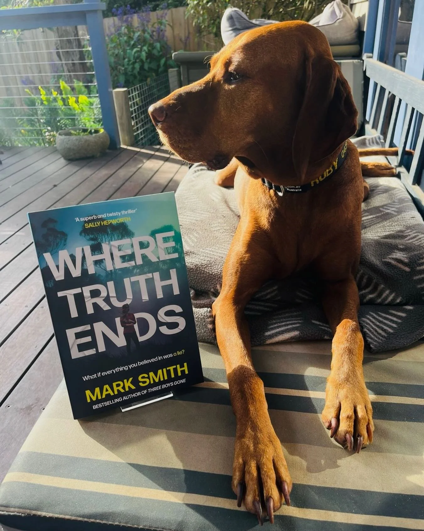 Running Where Truth Ends past the harshest critic!Ruby&rsquo;s verdict? ⭐️⭐️⭐️⭐️⭐️
Out on May 26th
#wheretruthends 
@macmillanaus 
#vizslasofinstagram 
#vizslalover_feature 
#vizslas