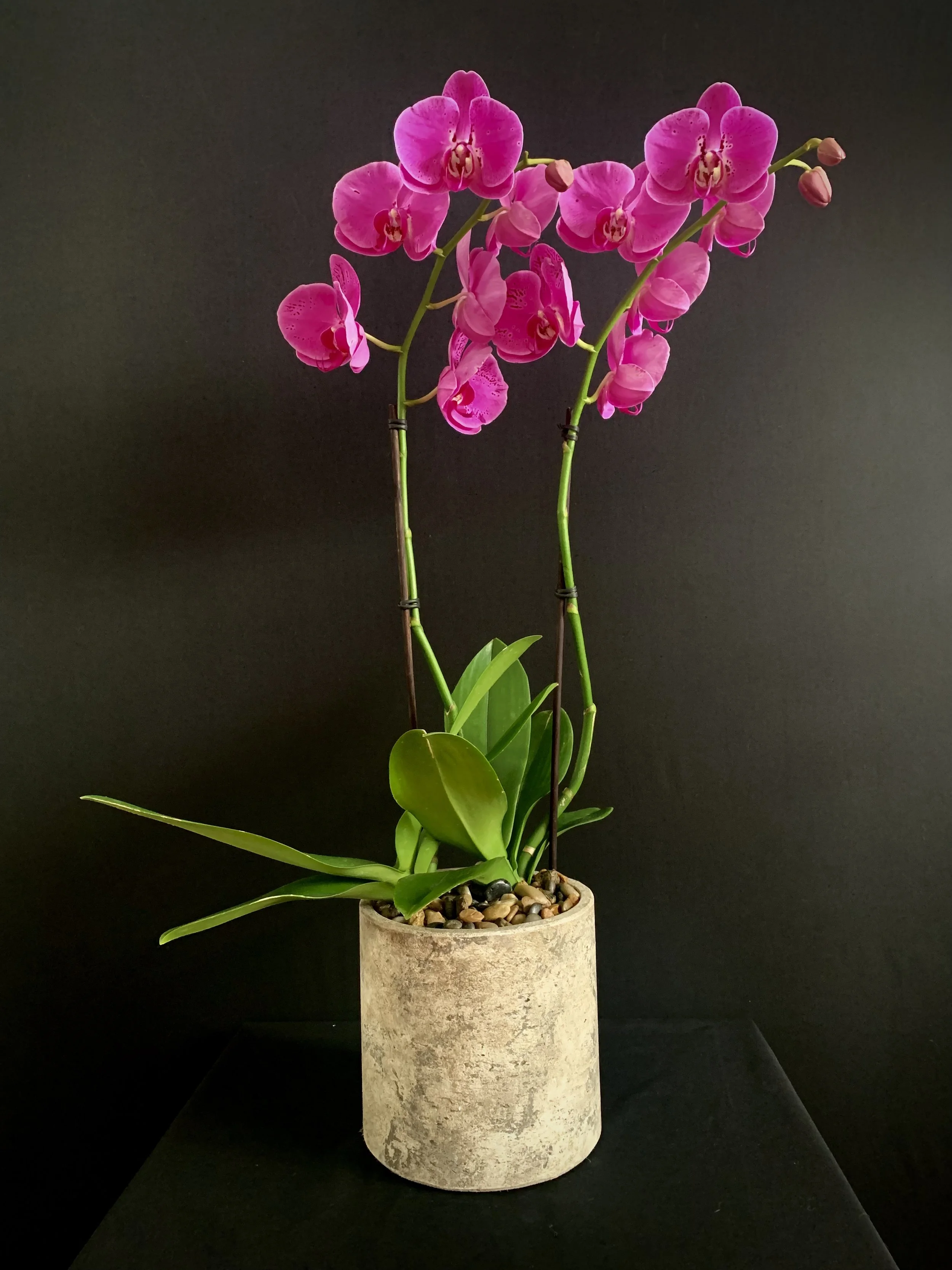 Mister Botanical Floral Design - Brisbane Florist