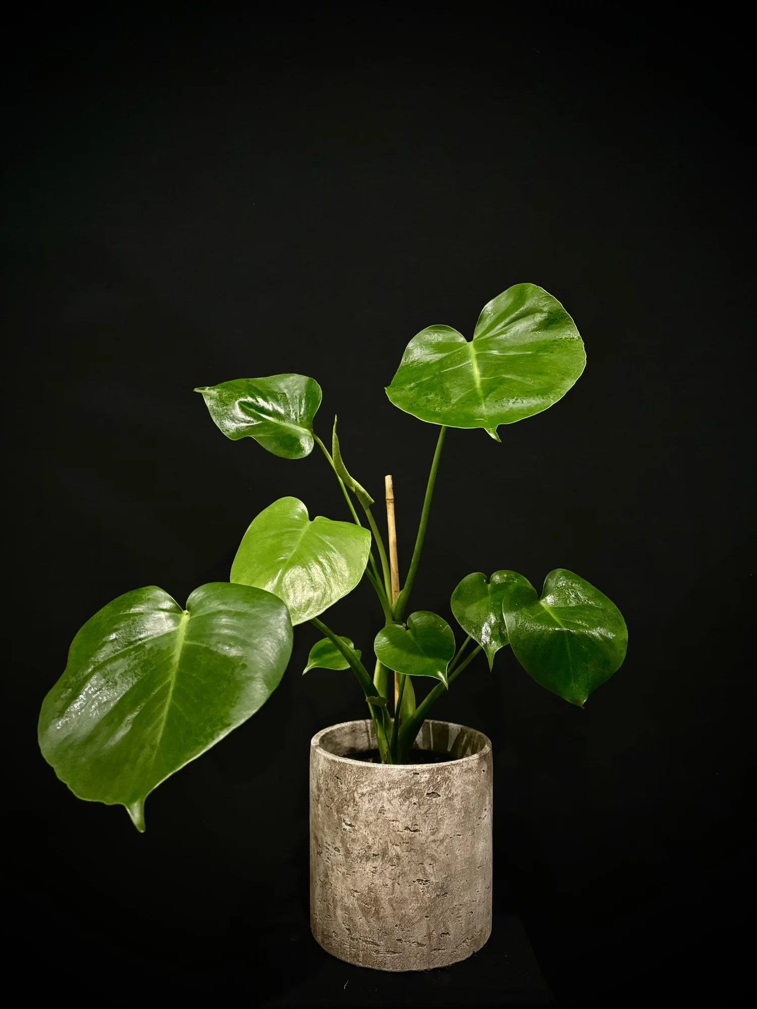 caring for an philodendron giganteum Philodendron Giganteum