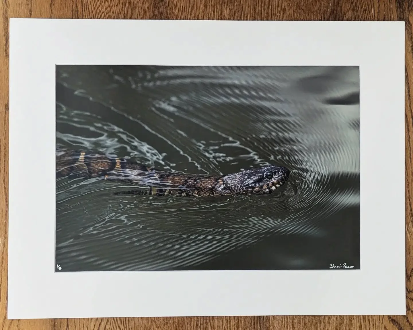 Something slithered into my studio this morning&hellip; 👀
I&rsquo;ve been wanting to make a larger snake print for a while, and today just felt like the perfect Halloween morning to do it. 🕸️

It&rsquo;s funny &mdash; people either really love snak