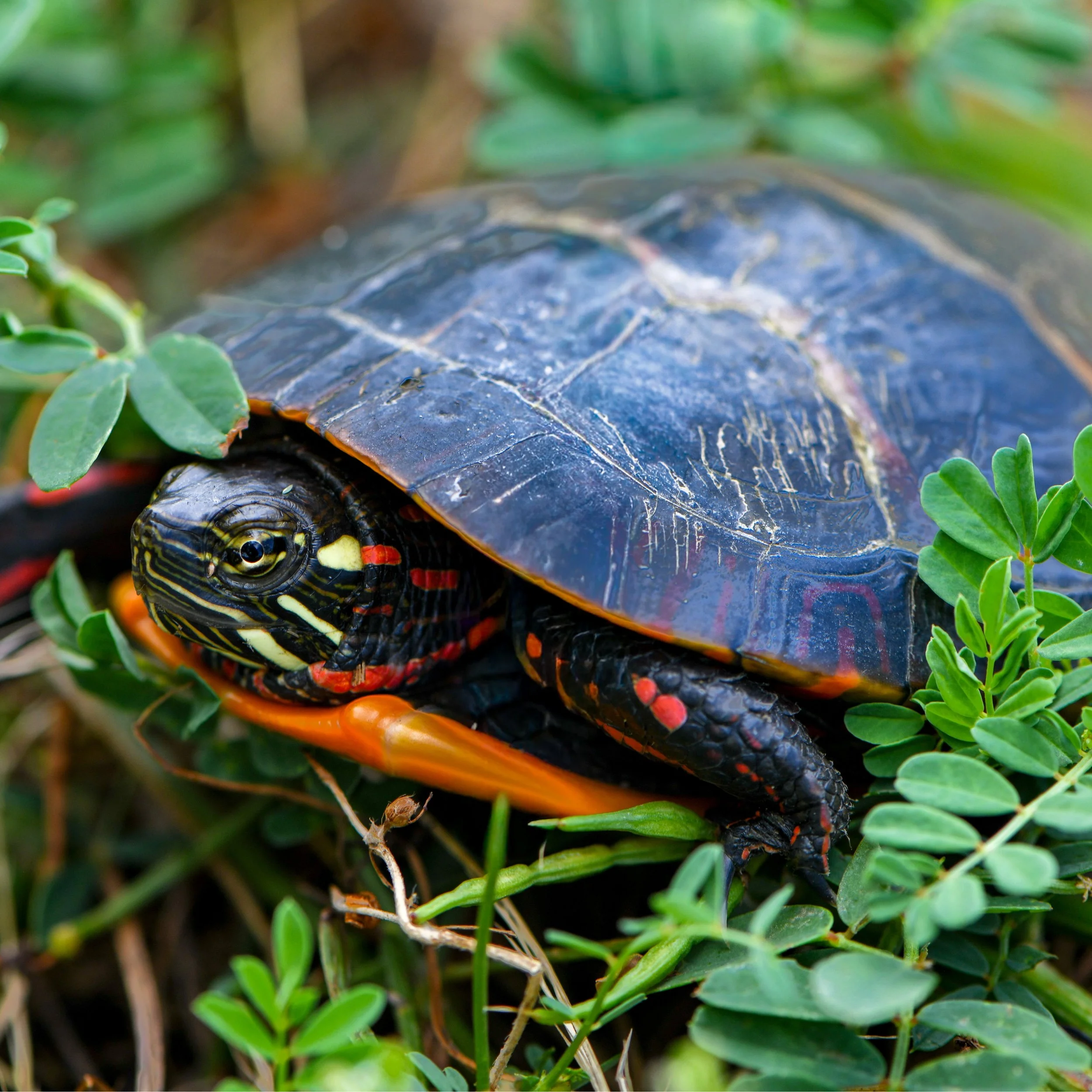 Painted Turtle