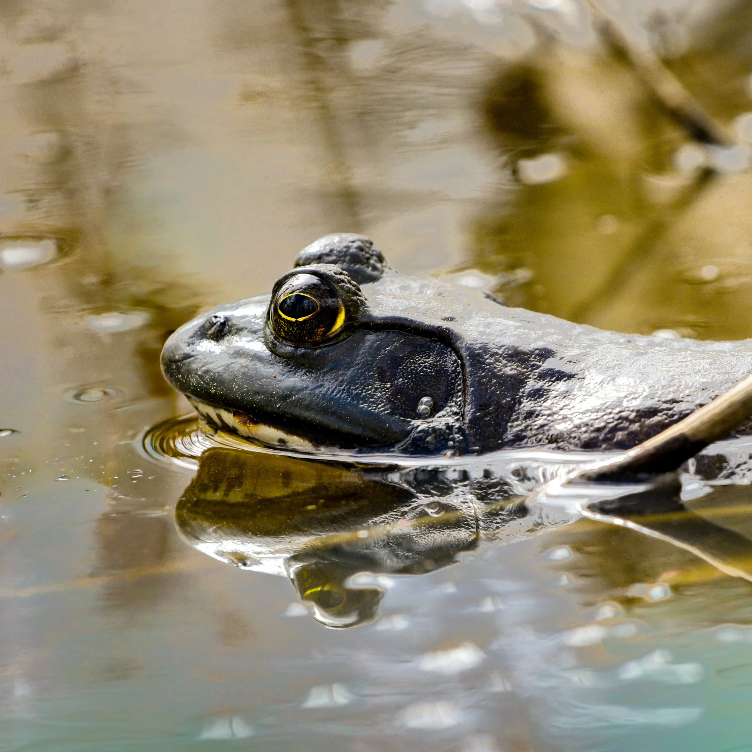 American Bullfrog