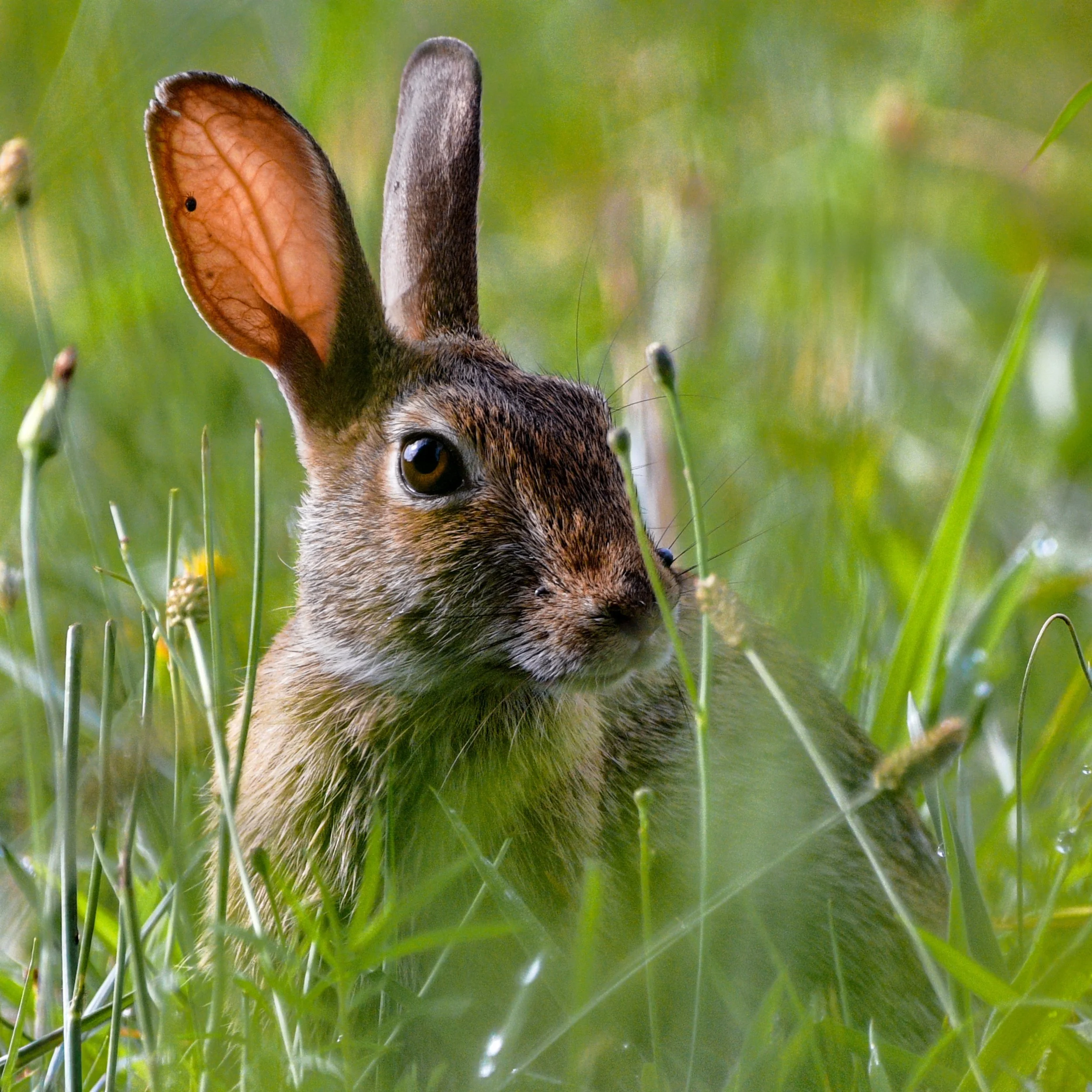 Eastern Cottontail