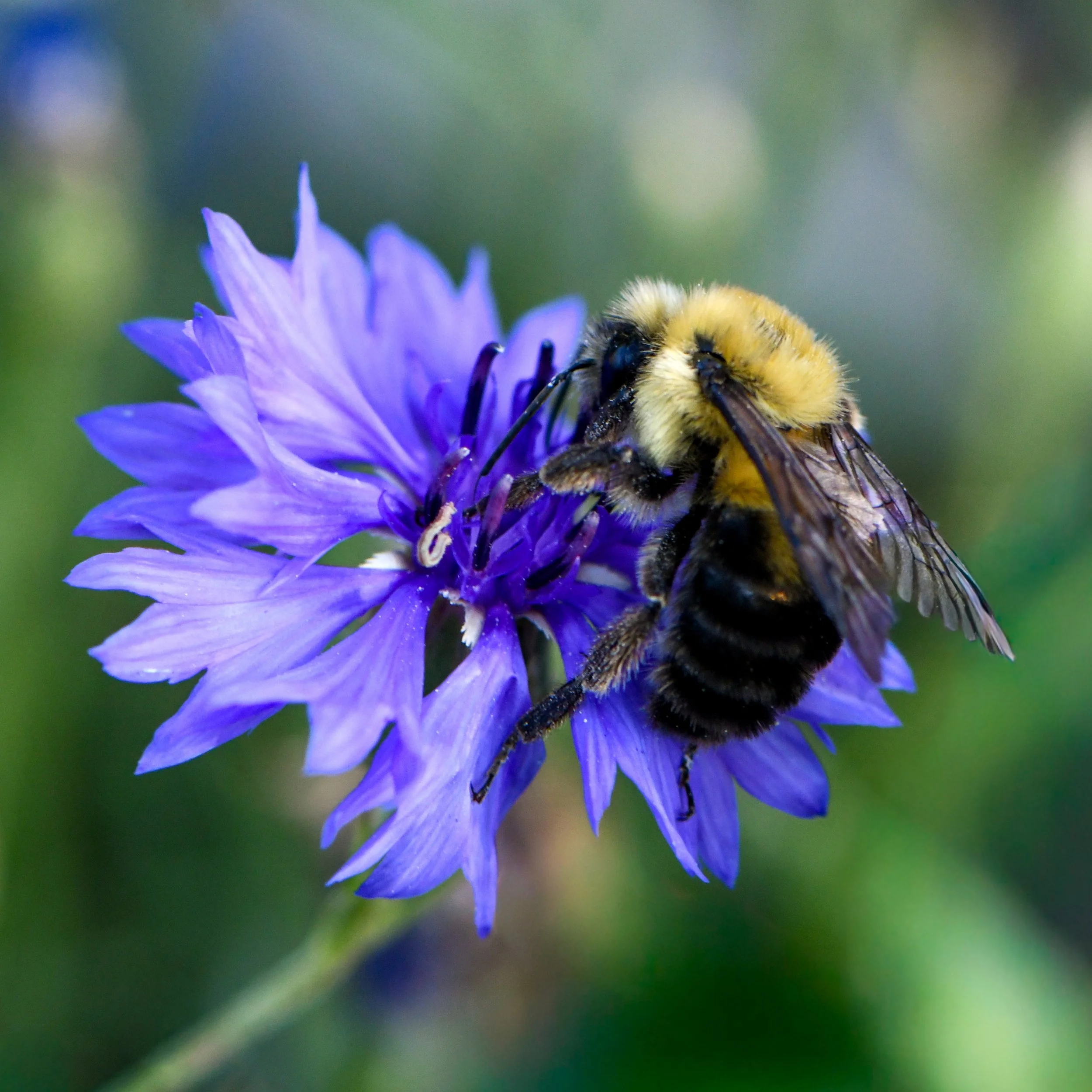 Common Eastern Bumblebee