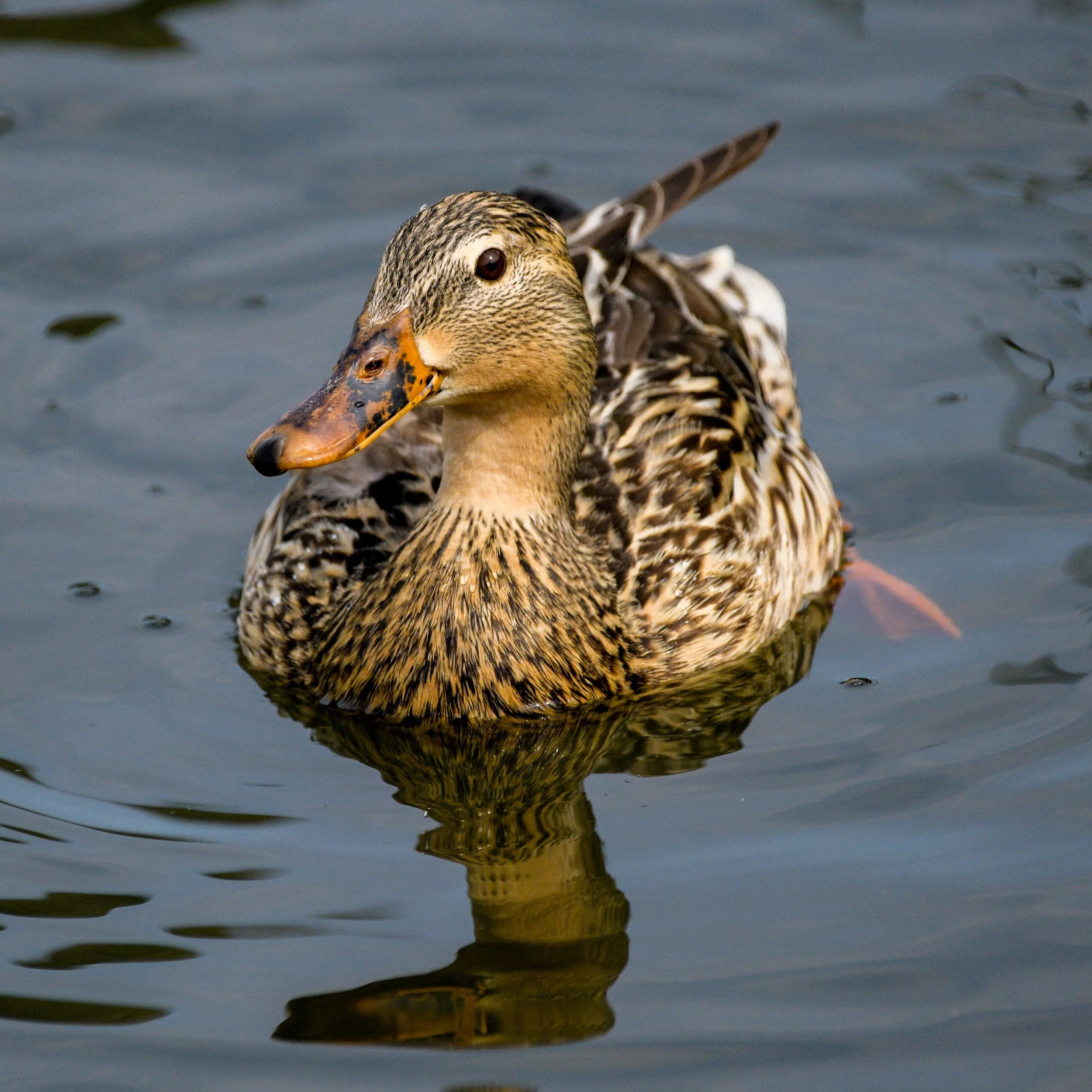 Mallard Duck
