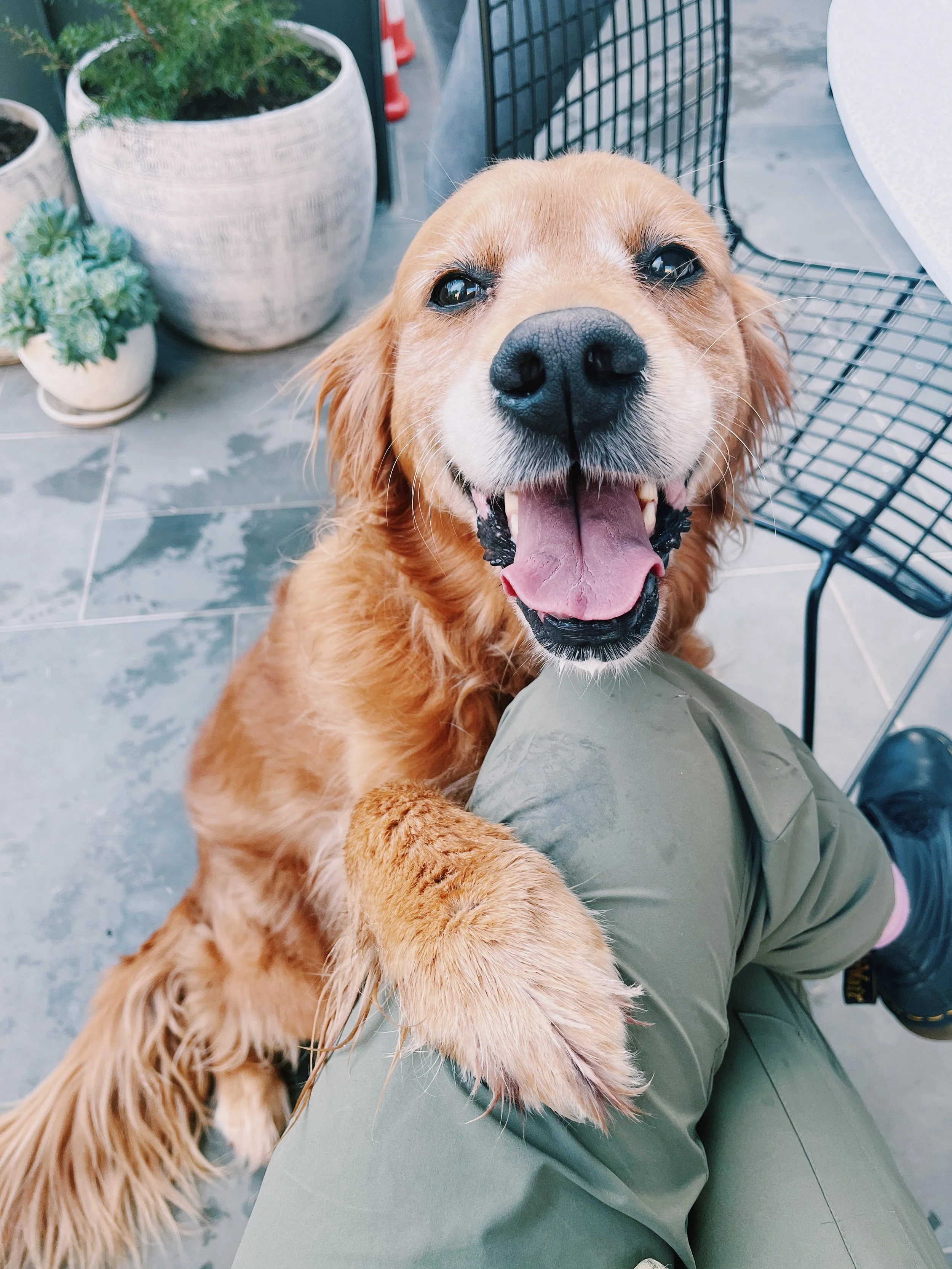 DR TAYLAH Gentle Home Goodbyes Pet Euthanasia At Home Melbourne