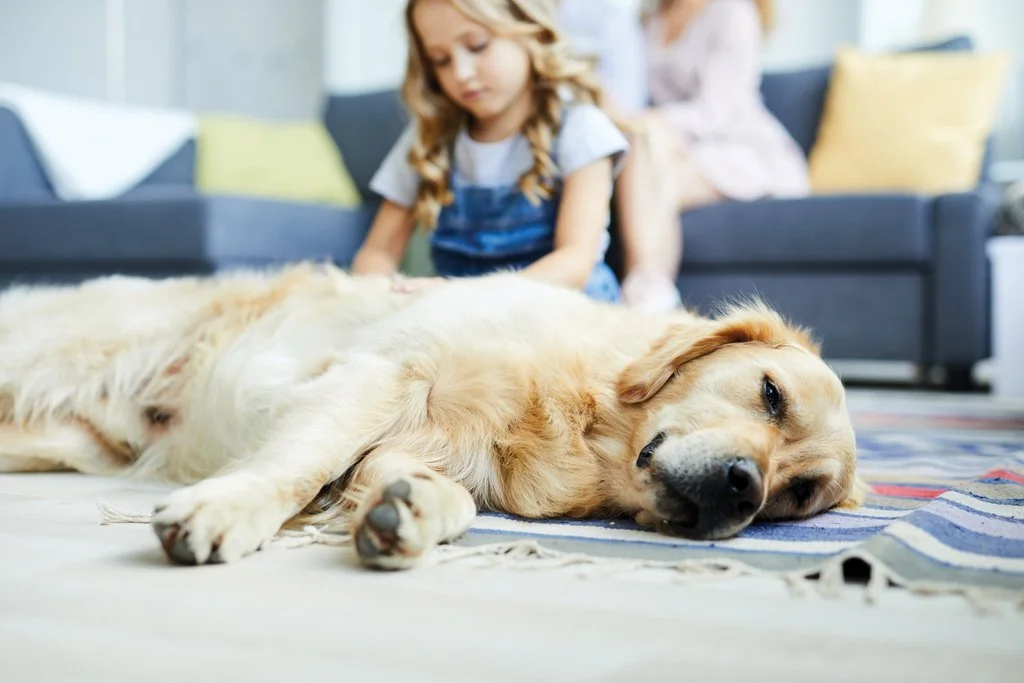 Pet Death Doulas - GHG Featured in Vet Magazine