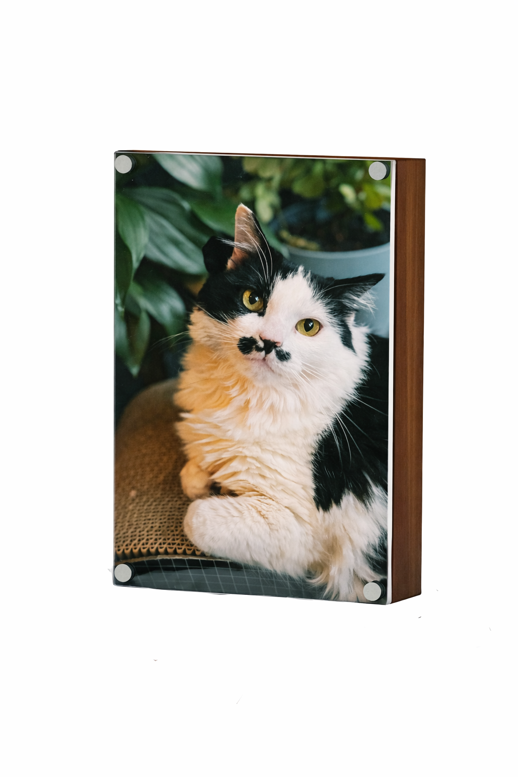 ChatGPT Image Mar 5, 2026, 11_11_22 AM.png