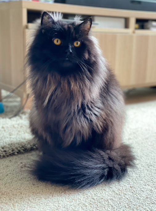 Screen Shot 2023-10-27 at 6.37.19 pm.png