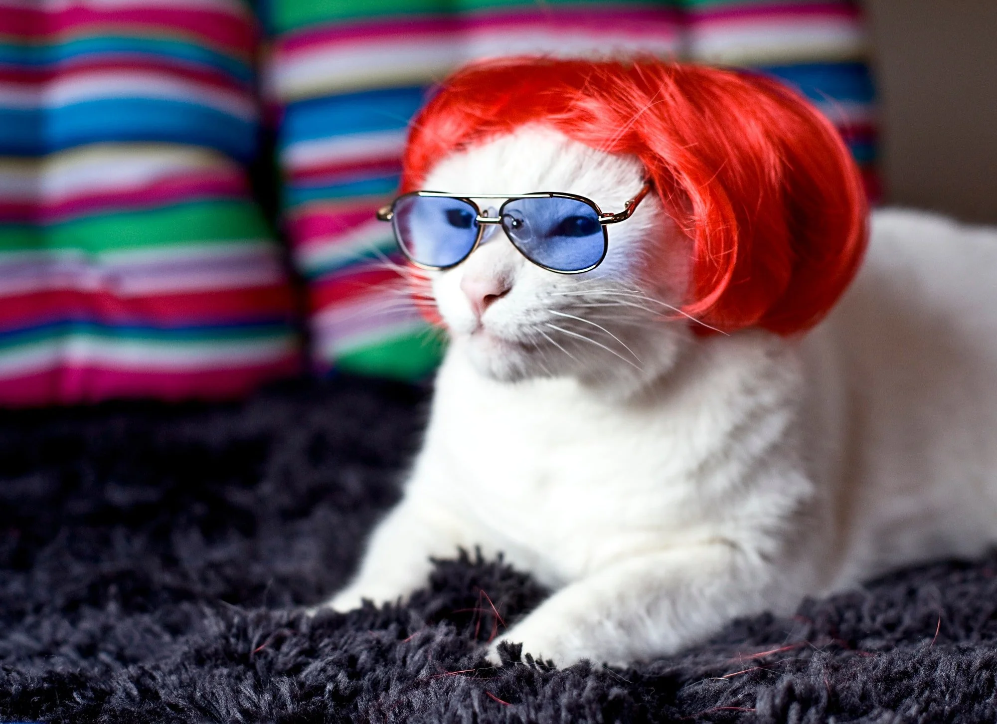 KITTYWIGS  006-min.JPG