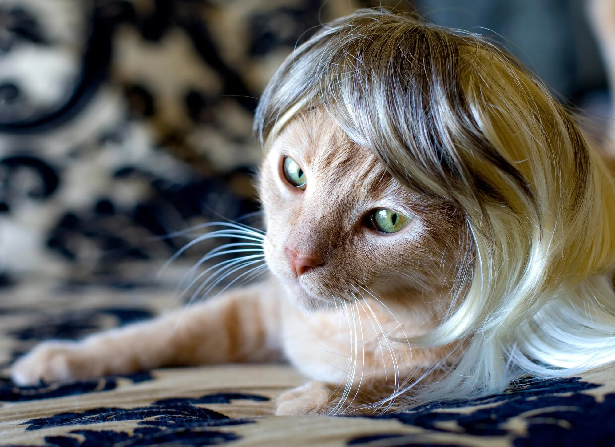 KITTYWIGS  010-min.JPG