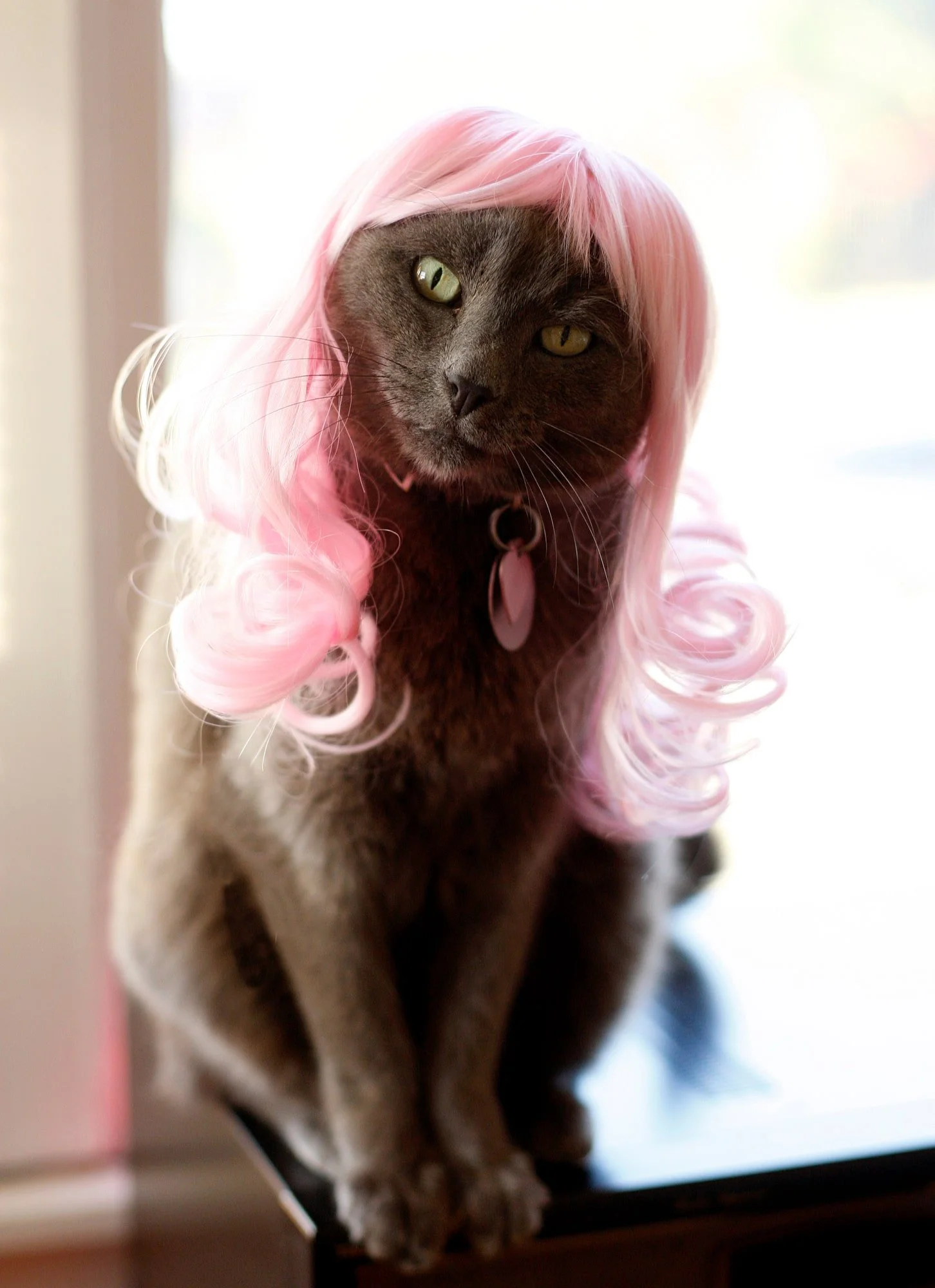KITTYWIGS  017-min.JPG