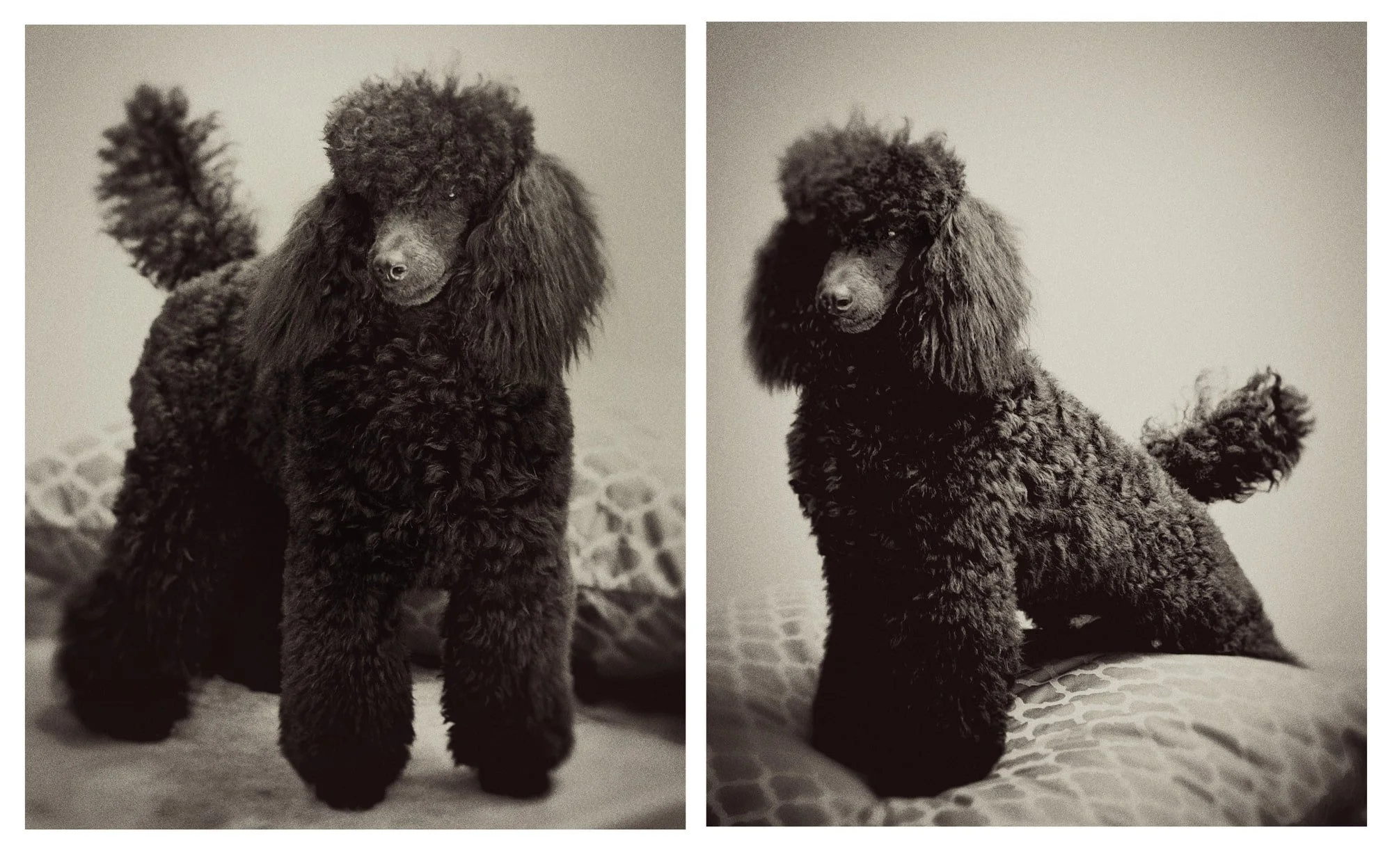 PEOPLE _ PETS  038-min.JPG