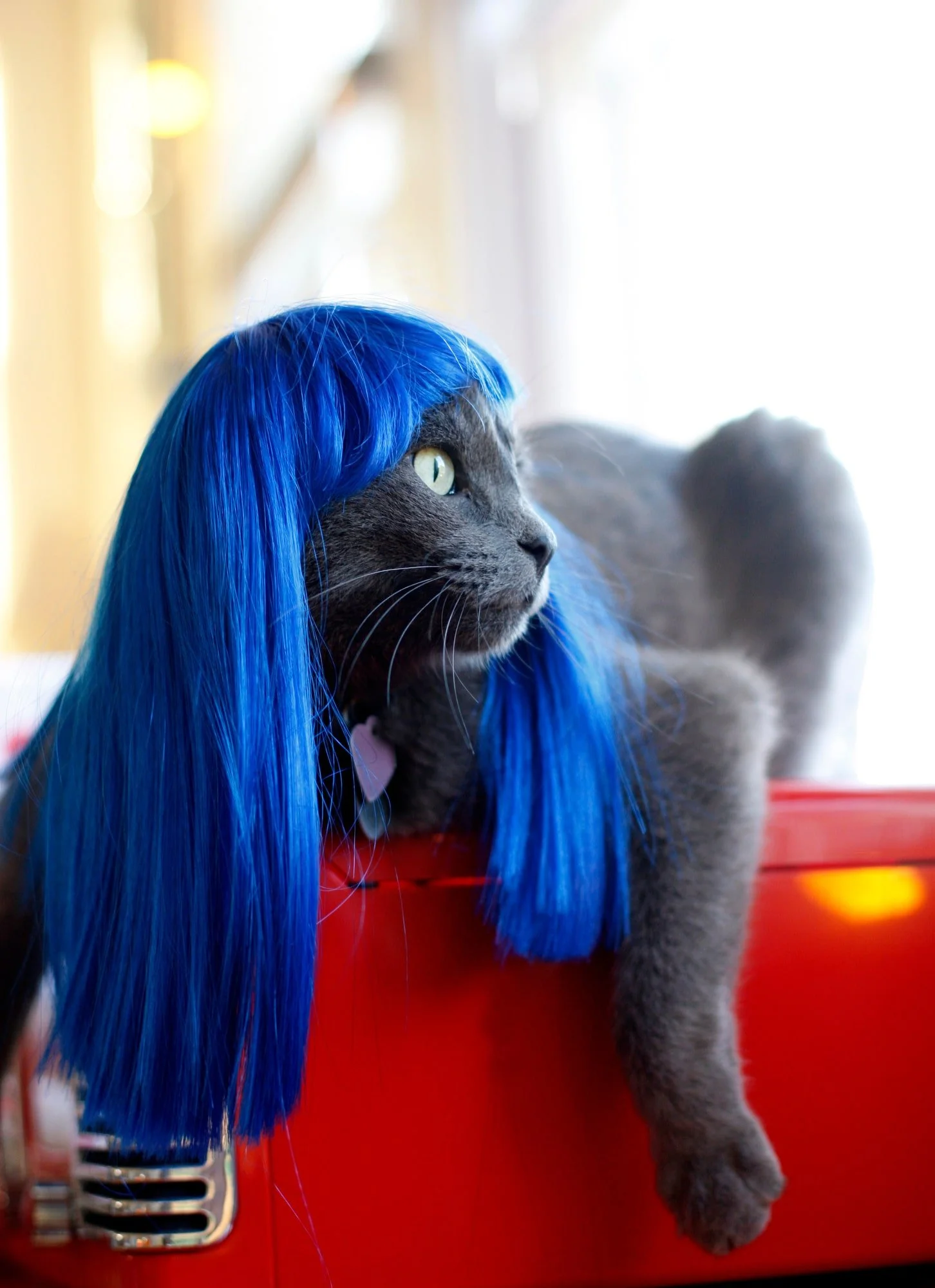 KITTYWIGS  014-min.JPG