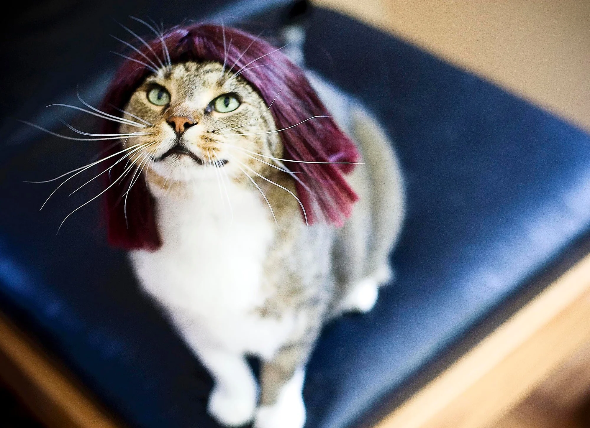 KITTYWIGS  019-min.JPG