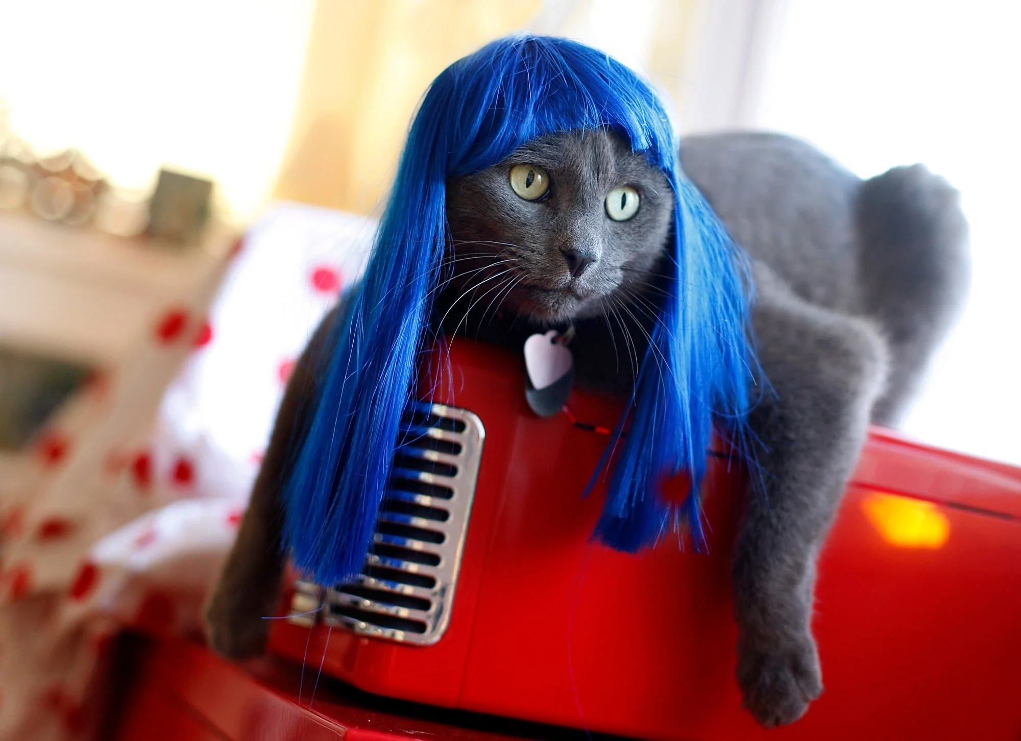 KITTYWIGS  002-min.JPG