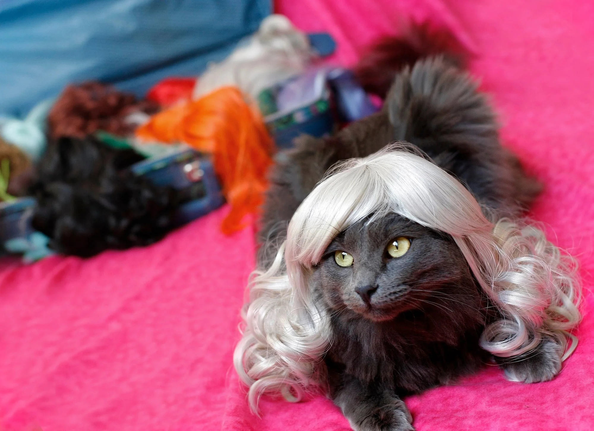 KITTYWIGS  008-min.JPG