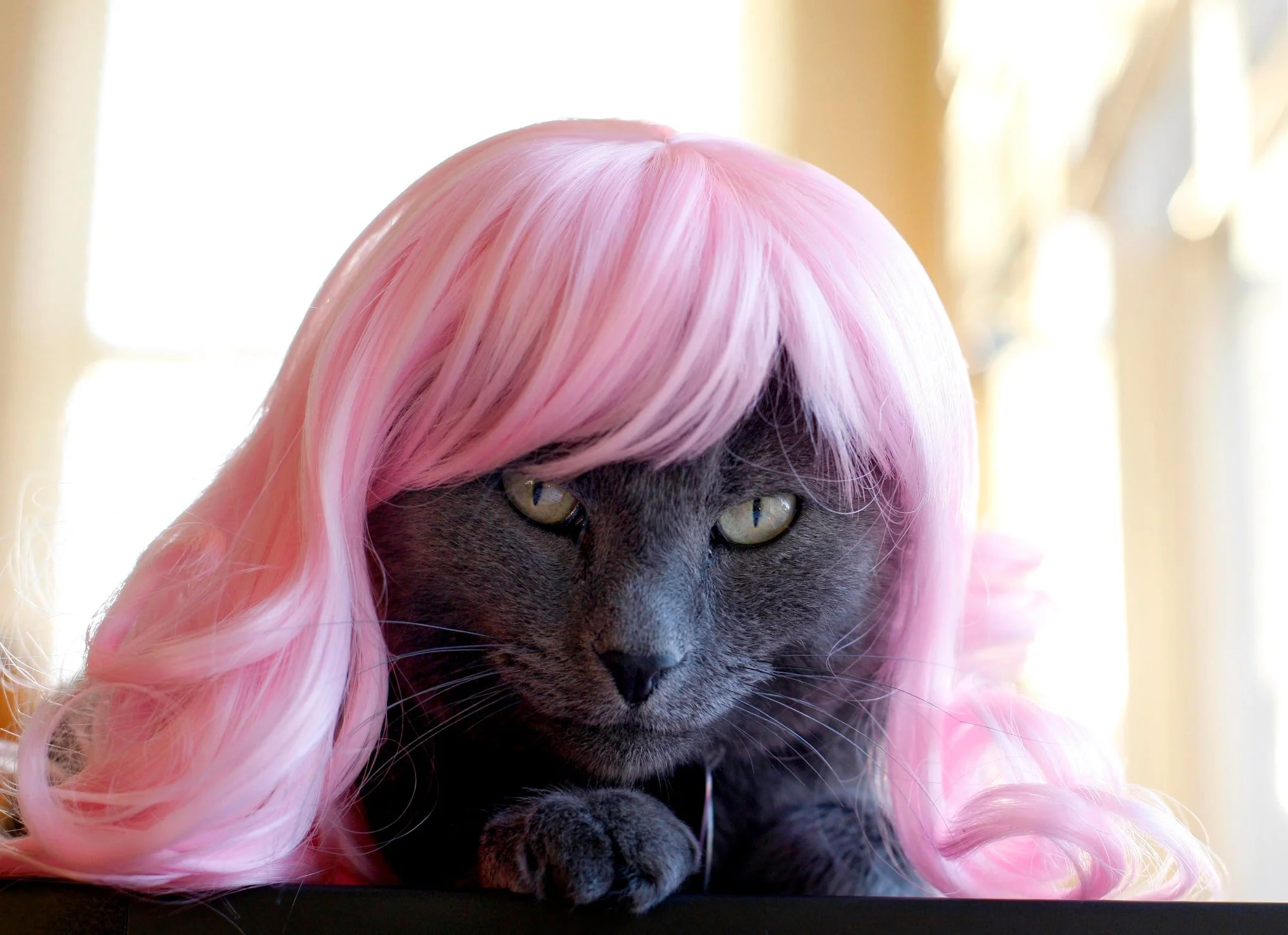 KITTYWIGS  016-min.JPG
