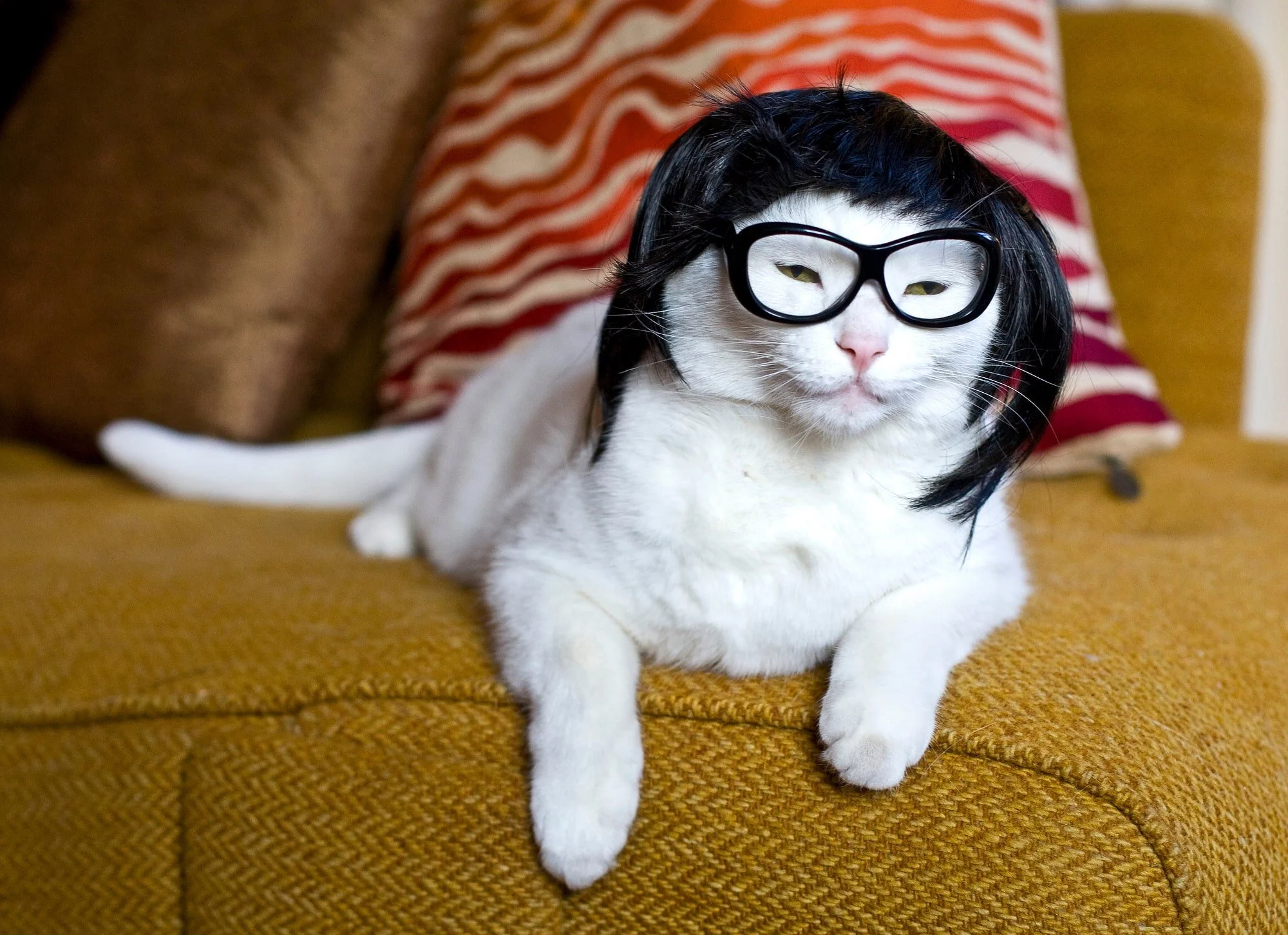 KITTYWIGS  003-min.JPG