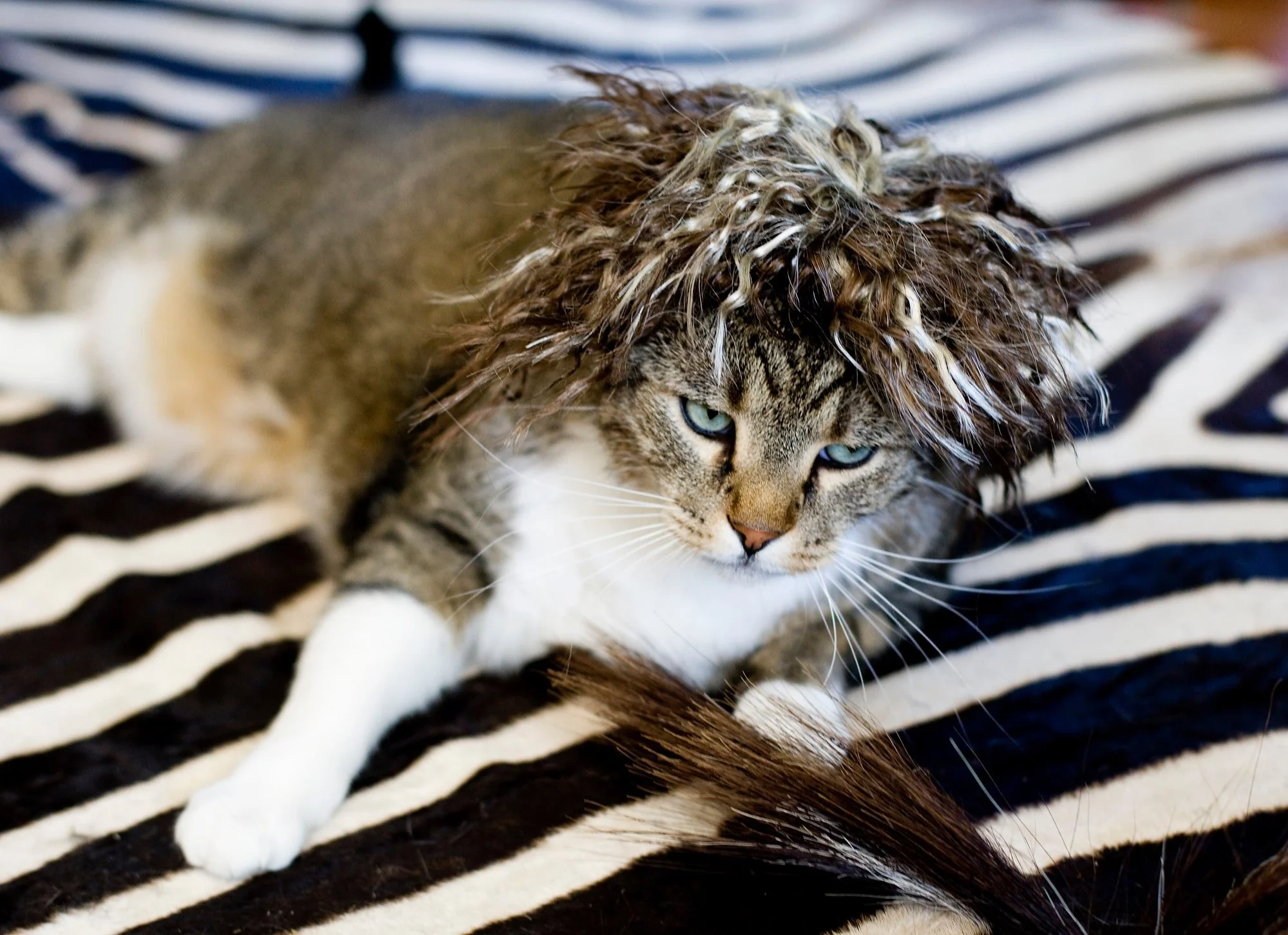 KITTYWIGS  020-min.JPG