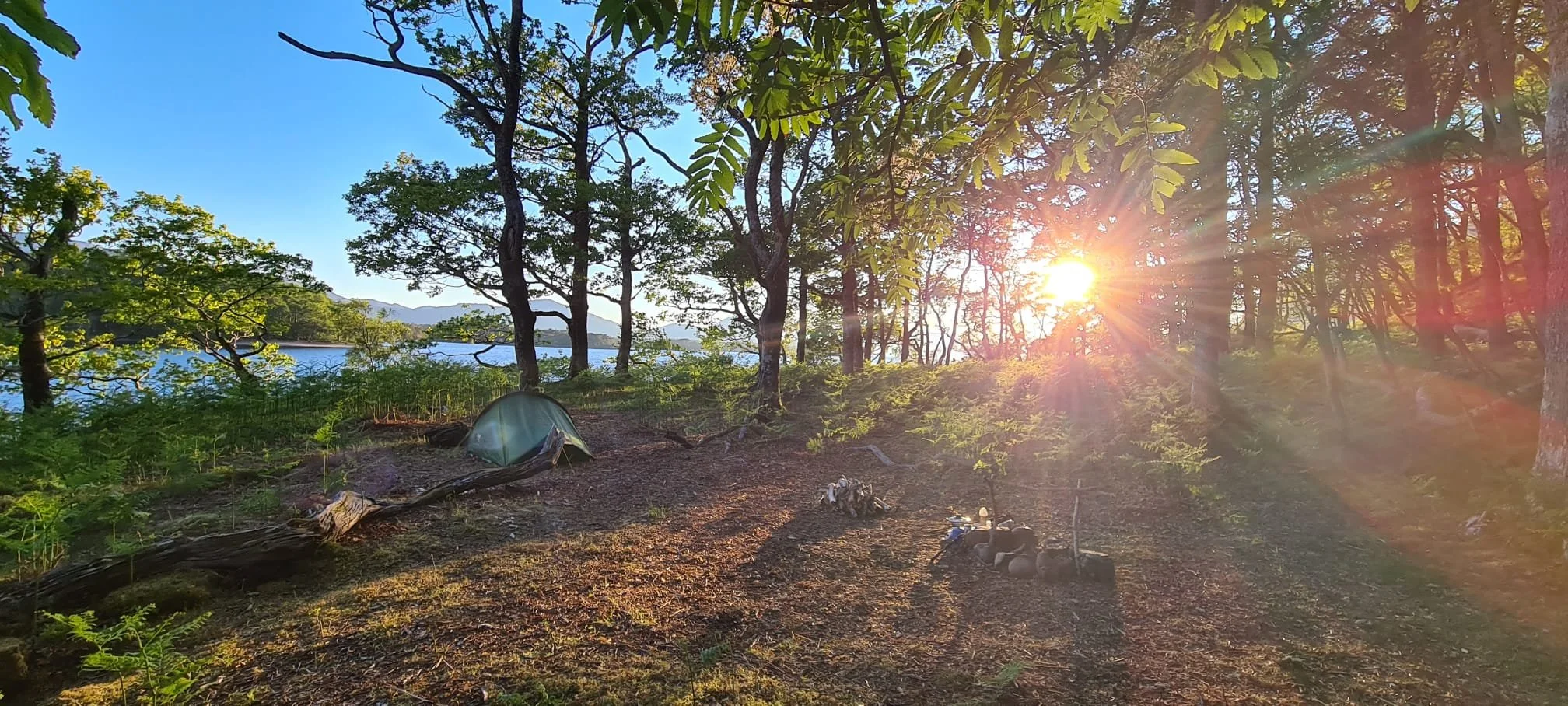 Sun coming through trees.jpeg