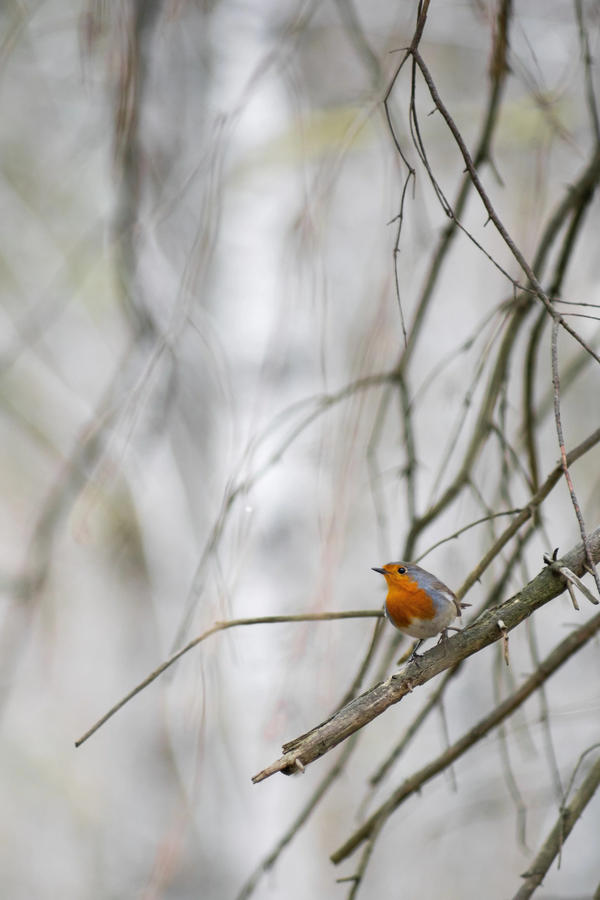 Songbird