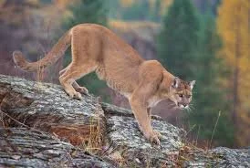 Why Mountain Lions Are Attacking More Often