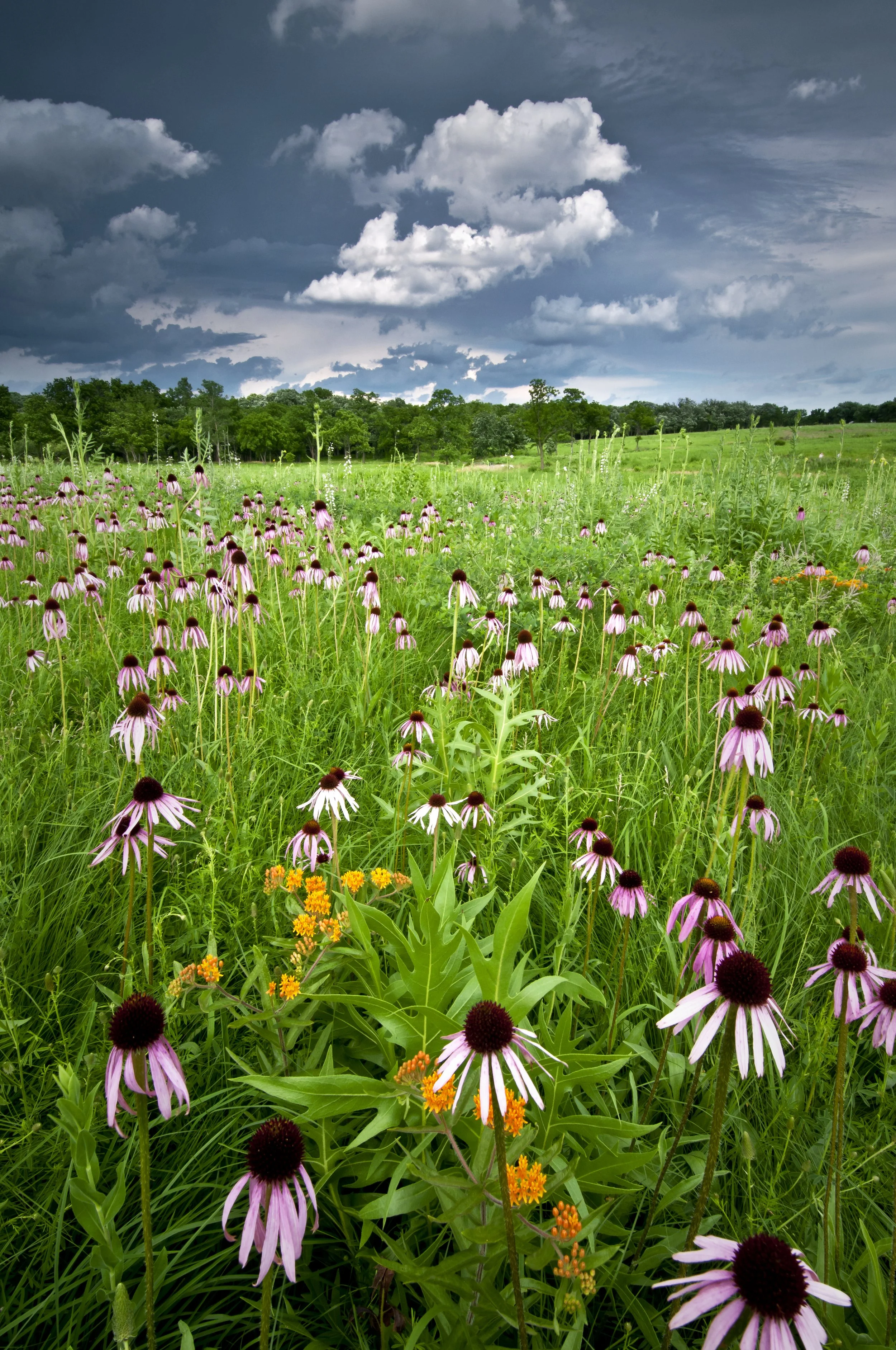 Why Iowa's Remnant Prairies Matter More Than You Think