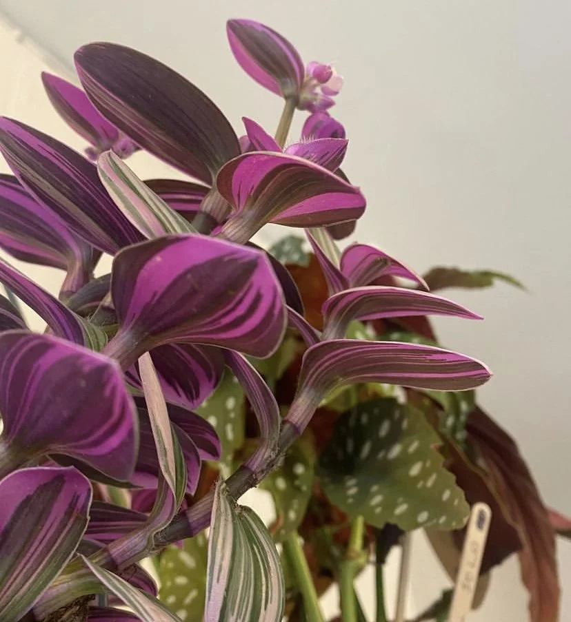 Colour inspiration