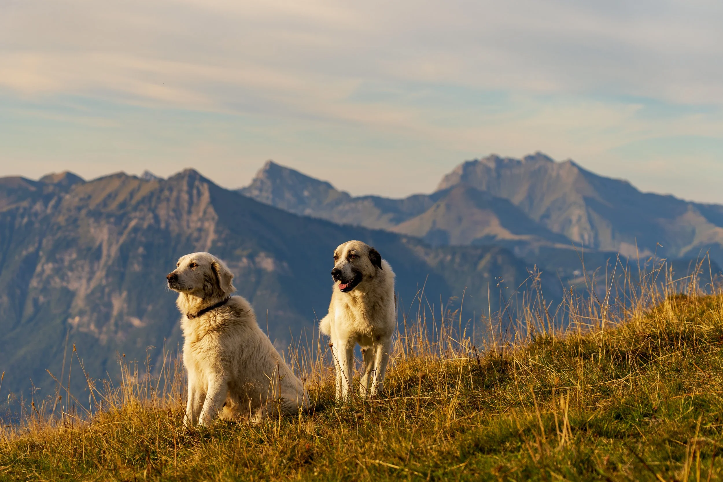 Patou Haute Savoie