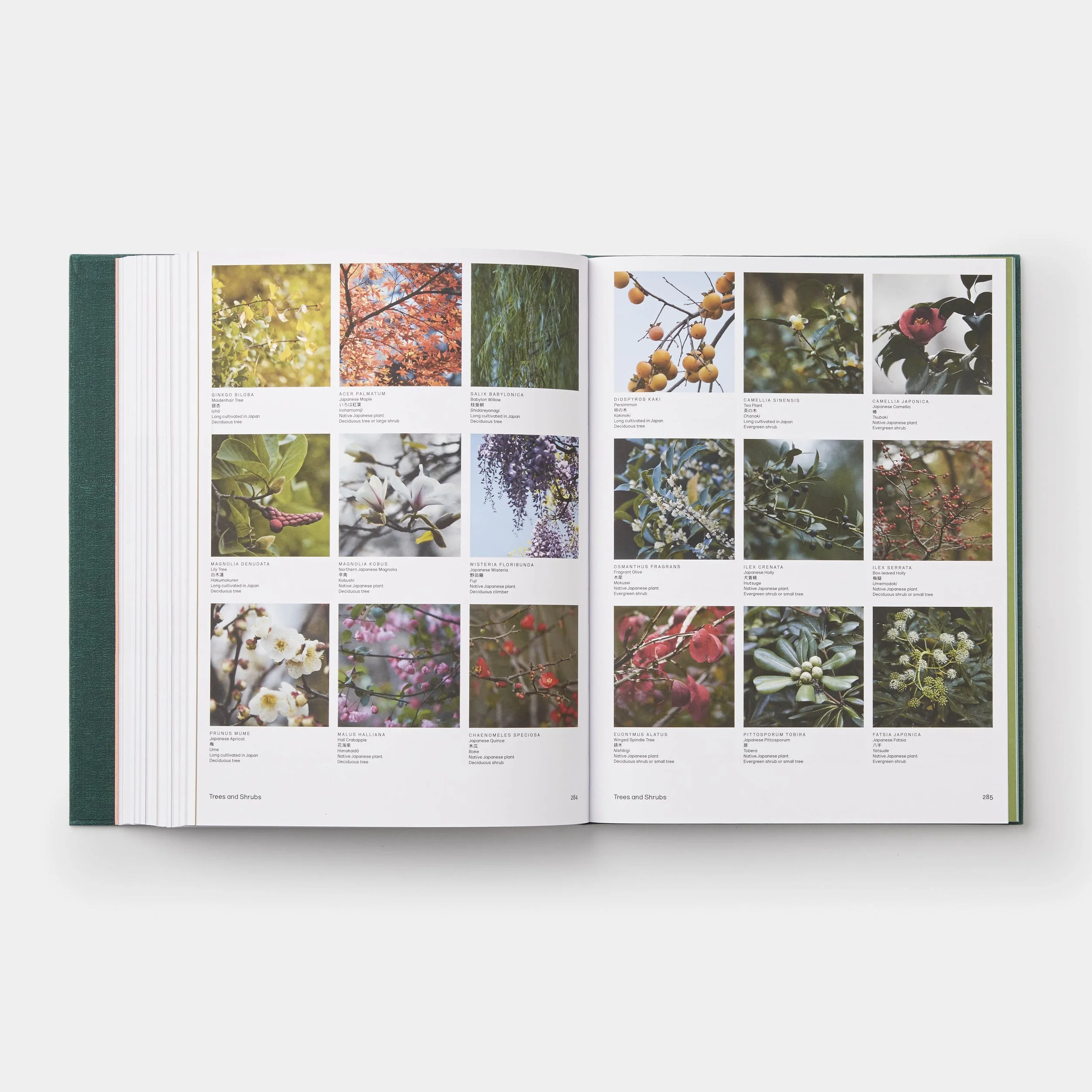The Japanese Garden Sophie Walker Phaidon