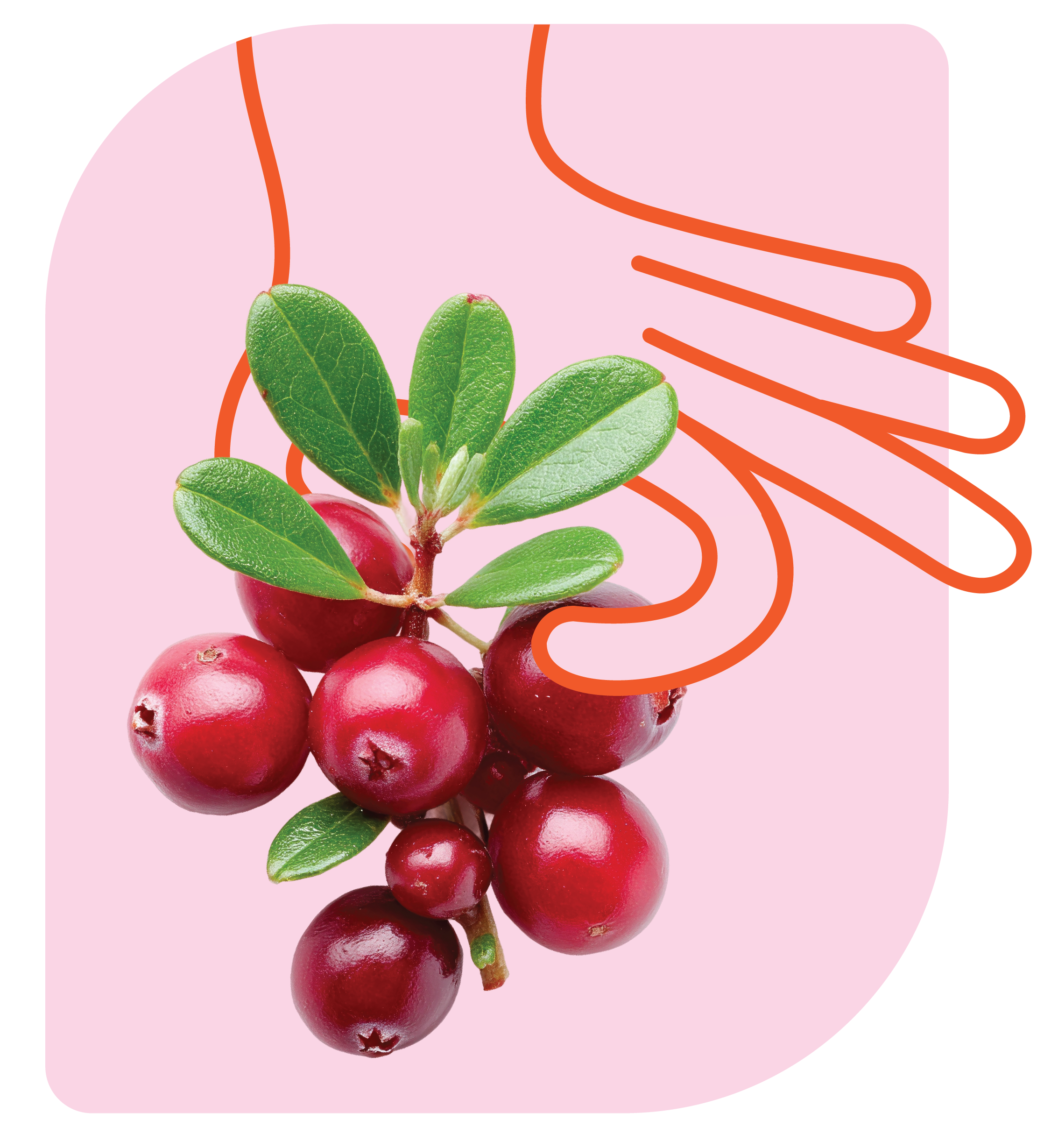 Fauxmage-Vegetal_Canneberge_Main.png