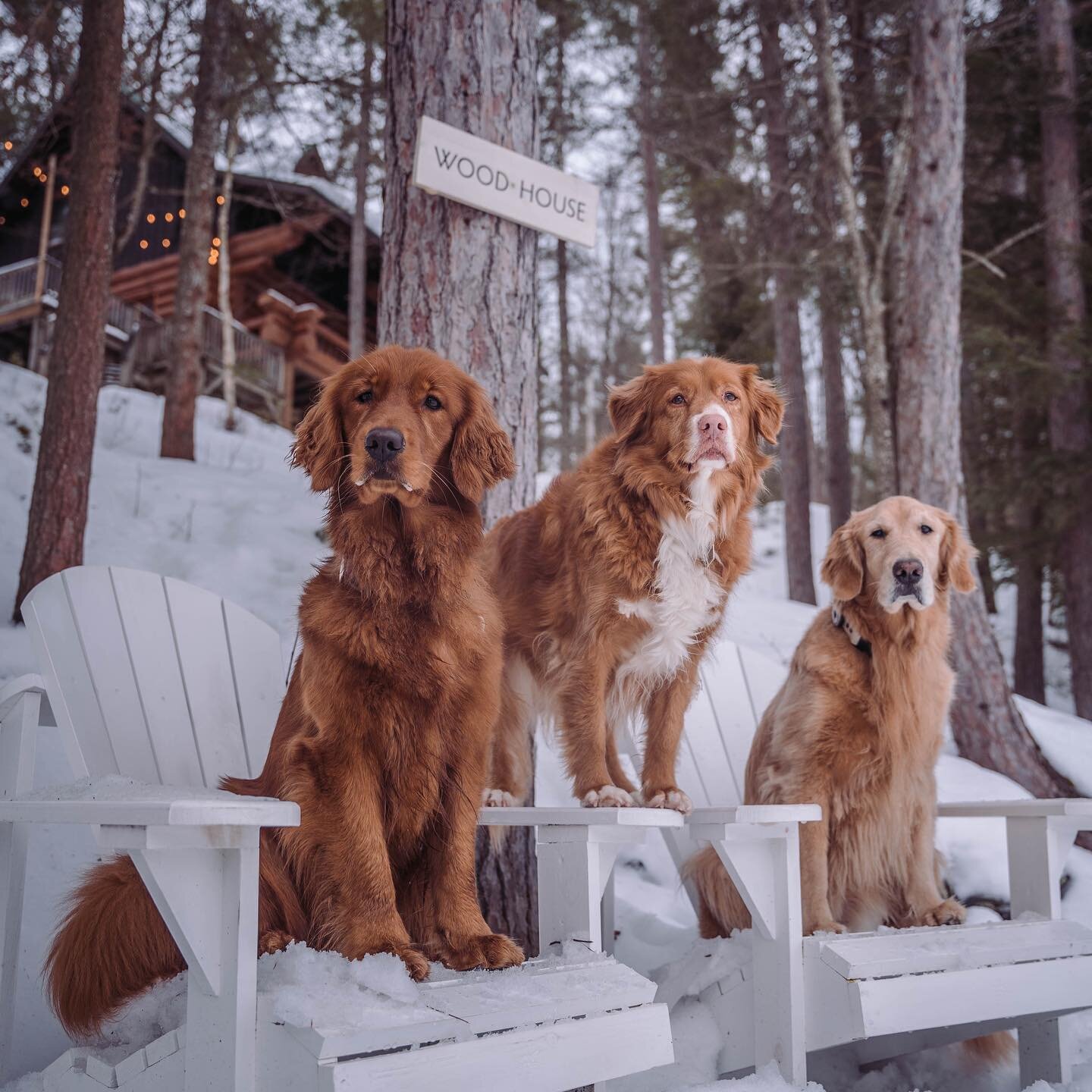 Snow flurries with our furry pals. ❄️ 🐾 p.s. this is a dog account now.⁠
⁠
📸 by @thewoodhousemuskoka
