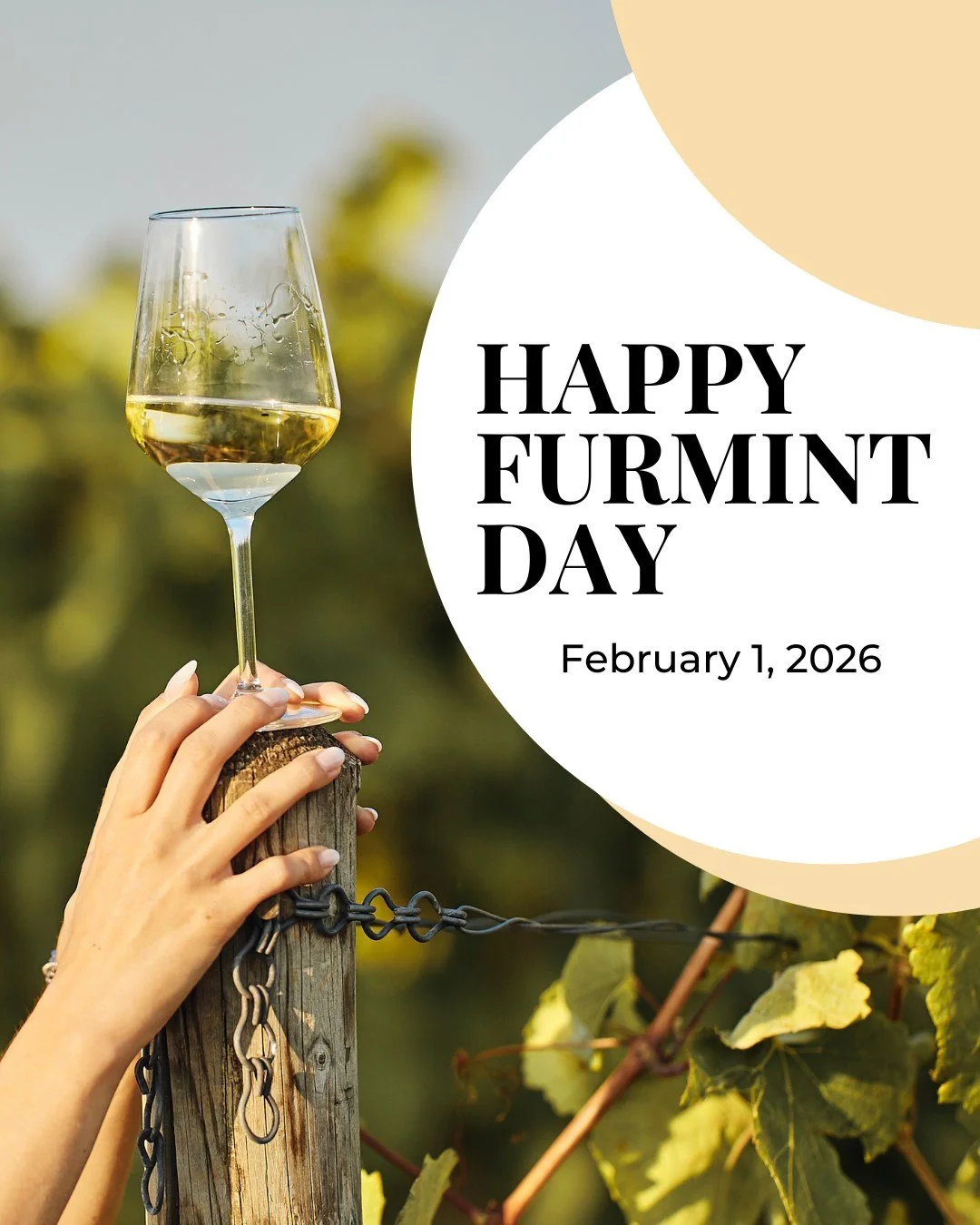 Happy Furmint Day!

Furmint can do crisp and mineral, textured and smoky, or even sweet and luscious depending on where it&rsquo;s grown and how it&rsquo;s made.

If you&rsquo;ve never tried it, start with a dry style and pay attention to the zingy a
