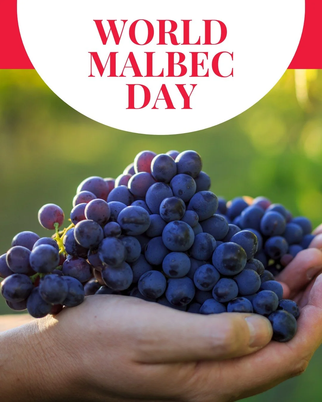 Happy World Malbec Day!

This beloved grape variety is famous for producing deeply coloured wines with rich dark fruit flavours and a velvety finish.

Whether you prefer a classic French Malbec from Cahors or a bold and fruity pour from Argentina tod