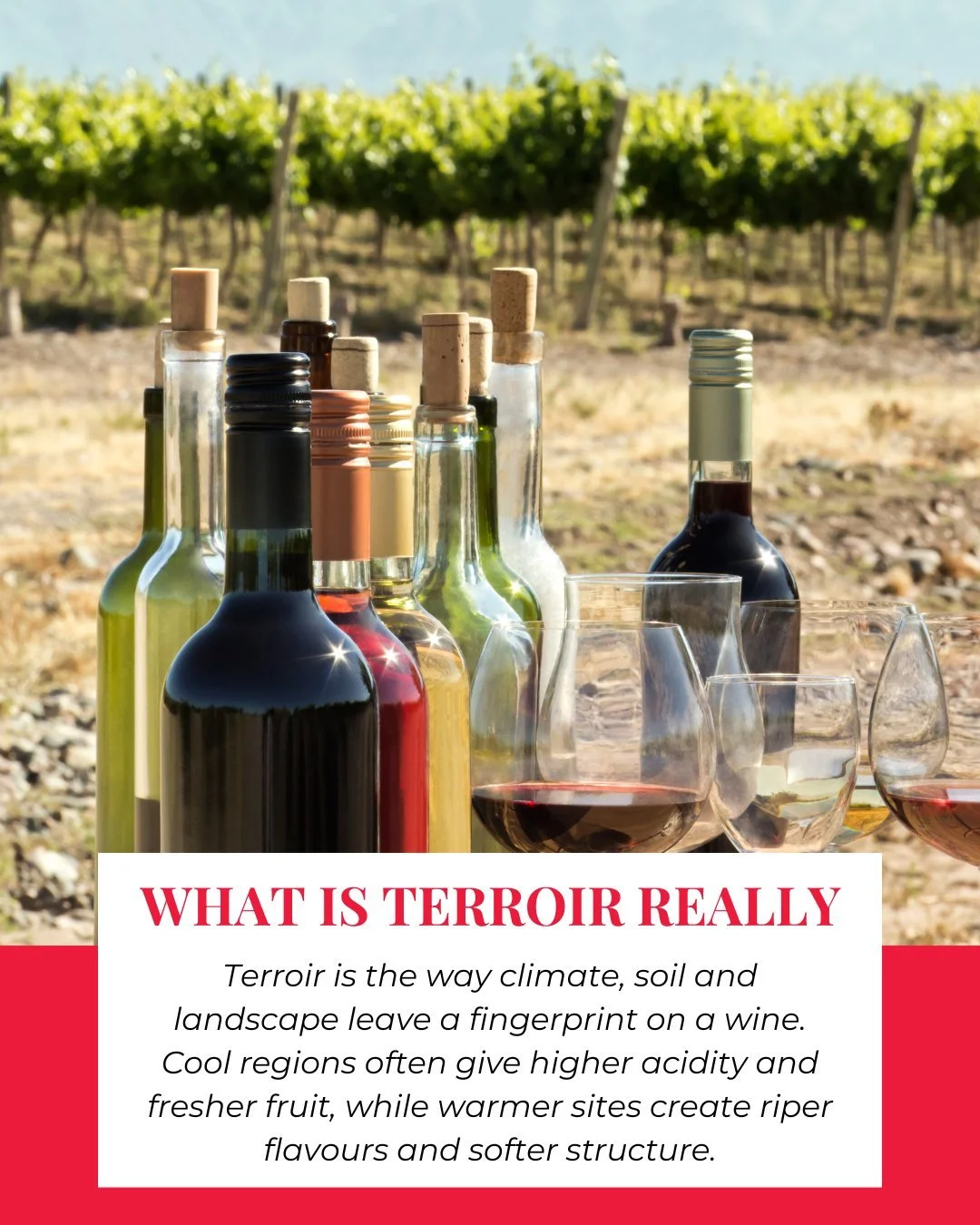 Terroir is the idea that climate soil and landscape leave a unique fingerprint on every wine in your glass.

Cooler sites often mean higher acidity fresher fruit and a lighter feel while warmer vineyards can give riper flavours softer structure and r