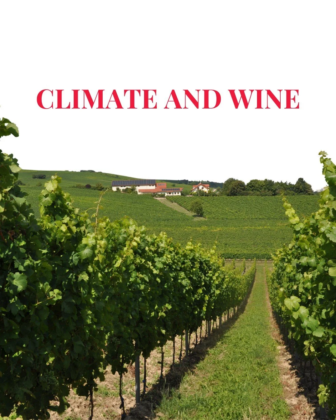 Climate is one of the biggest reasons the same grape can taste totally different across regions.
Cooler sites tend to give brighter acidity and fresher fruit, warmer sites often bring riper flavours and fuller body. Add altitude, wind and rainfall, a
