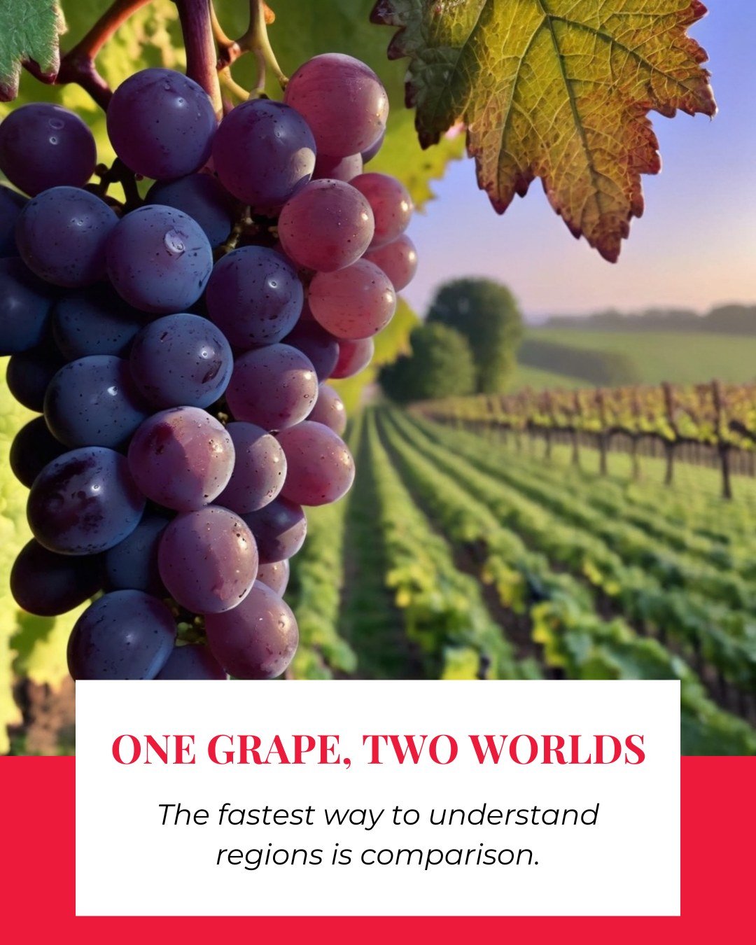 The fastest way to understand wine is comparison.

Same grape, different region, and suddenly you can taste climate, ripeness, and style like a pro.

Try it with one bottle from a cool region and one from a warmer region, then note what changes in ac