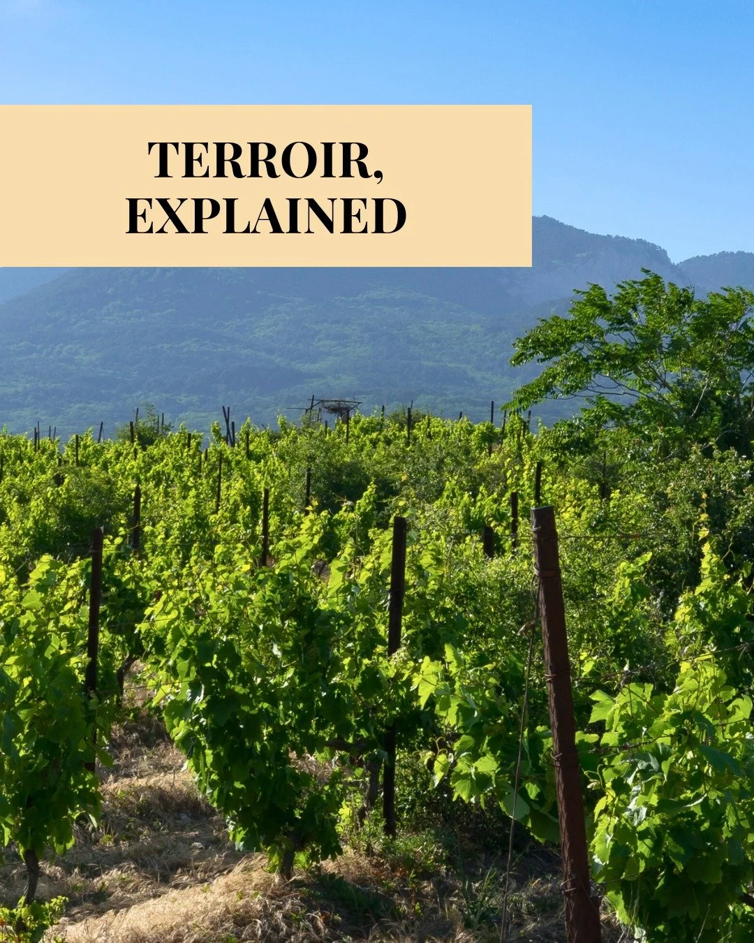 Terroir is the fingerprint of place, climate, soil, slope, and local choices that shape how a wine tastes.

It&rsquo;s why the same grape can feel zesty and light in one region, then riper and fuller in another. If you want to understand terroir fast