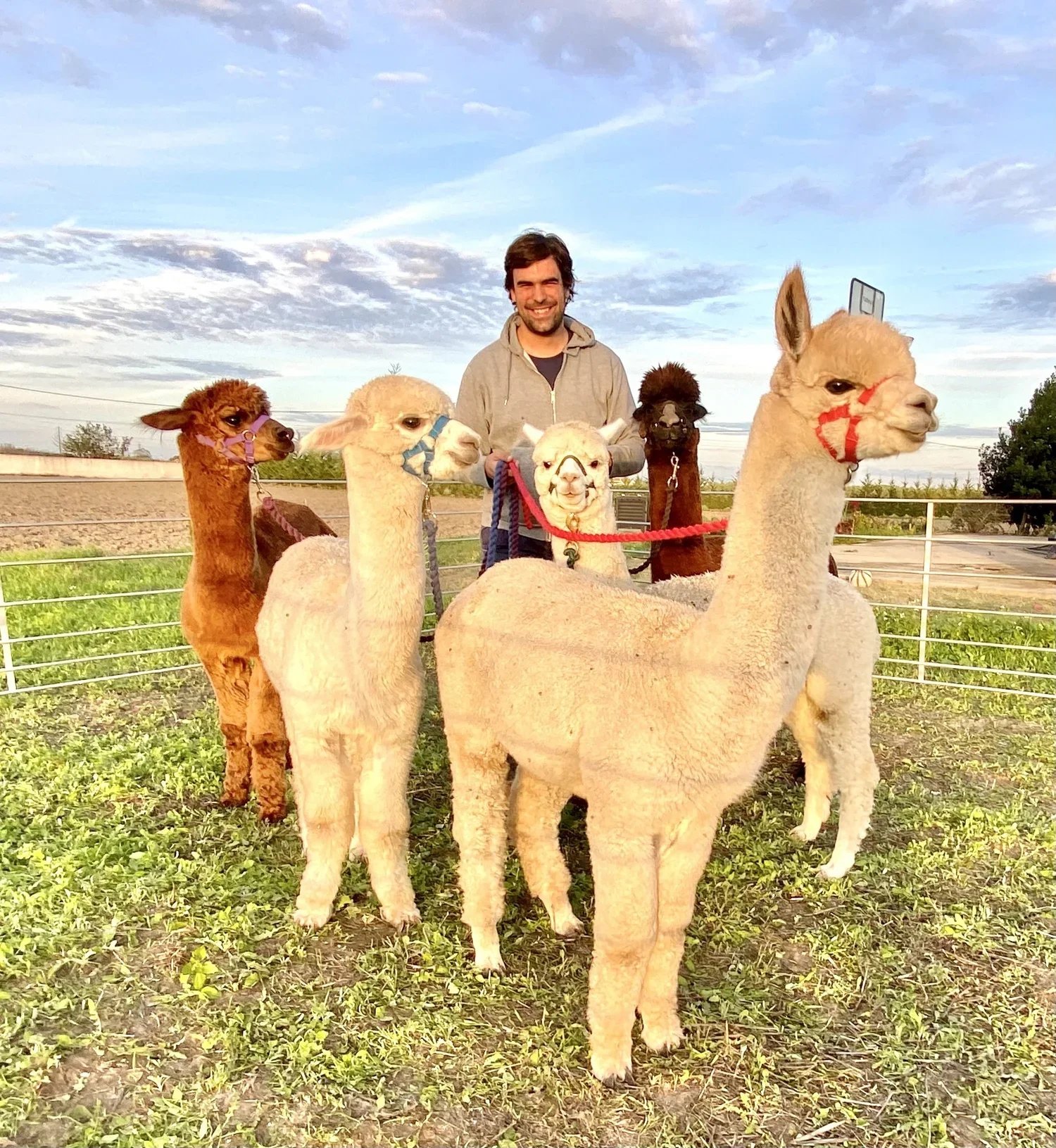 francisco-alpacas-01.jpg.webp