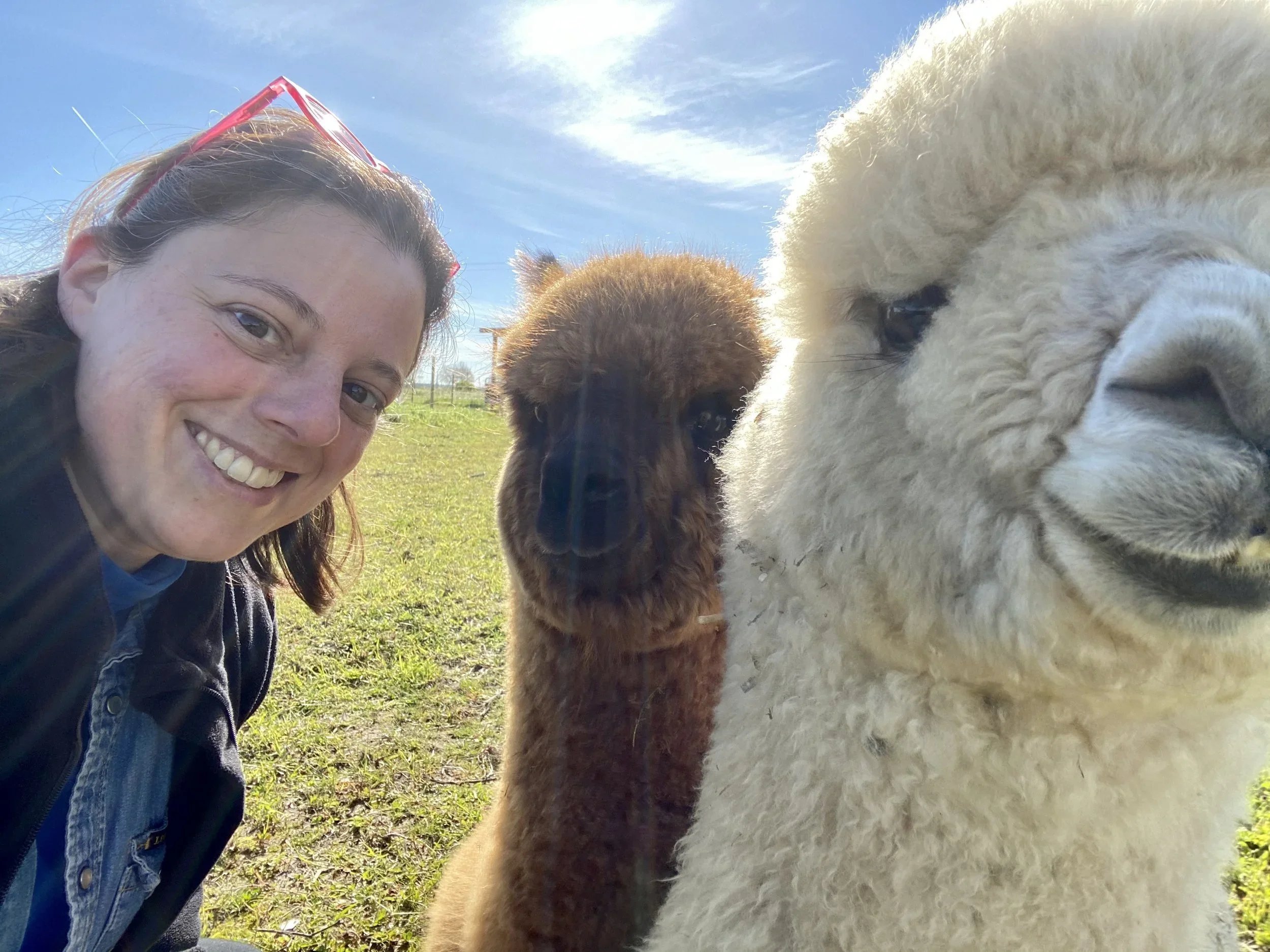 francisco-alpacas-02.jpg.webp